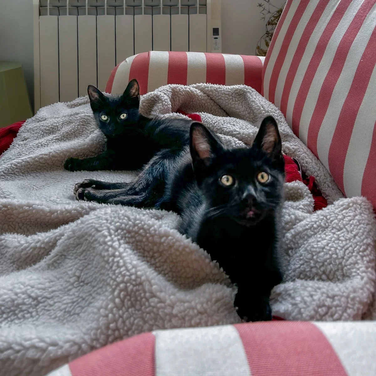 Kittens Pil and Sal in Their Foster Home