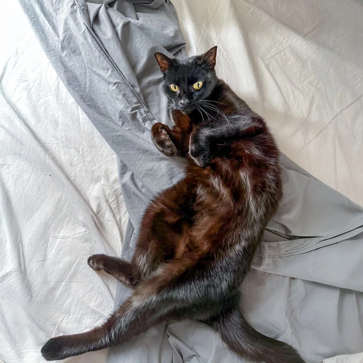 Iana-260303-P10-PS.jpg