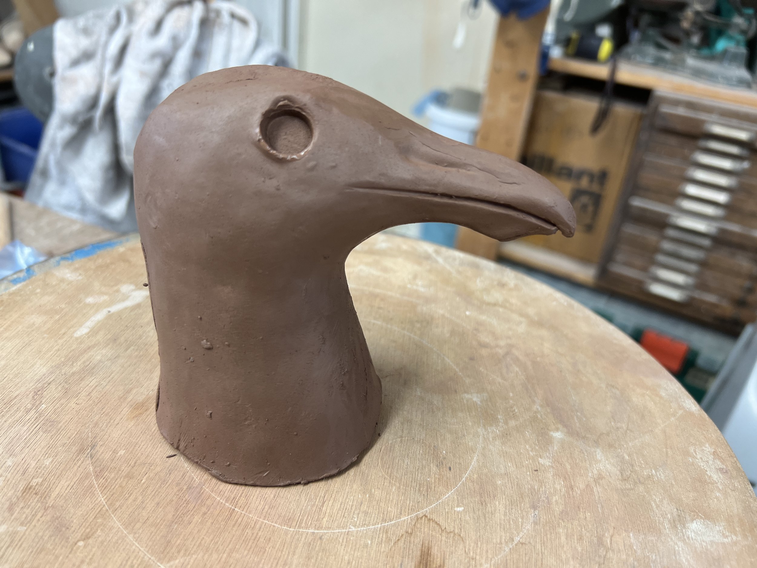 gull head 2.JPG