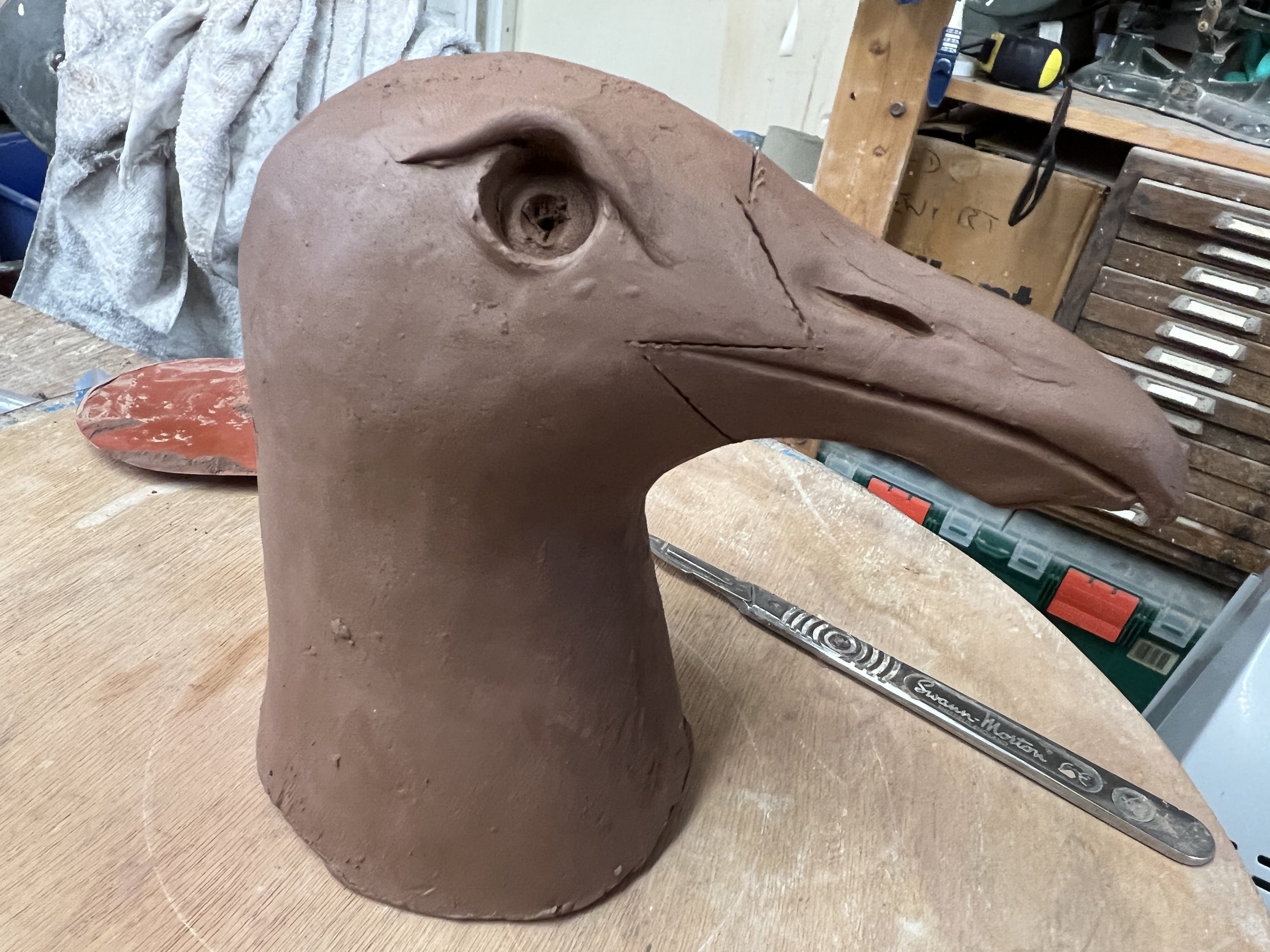 gull head 5.JPG