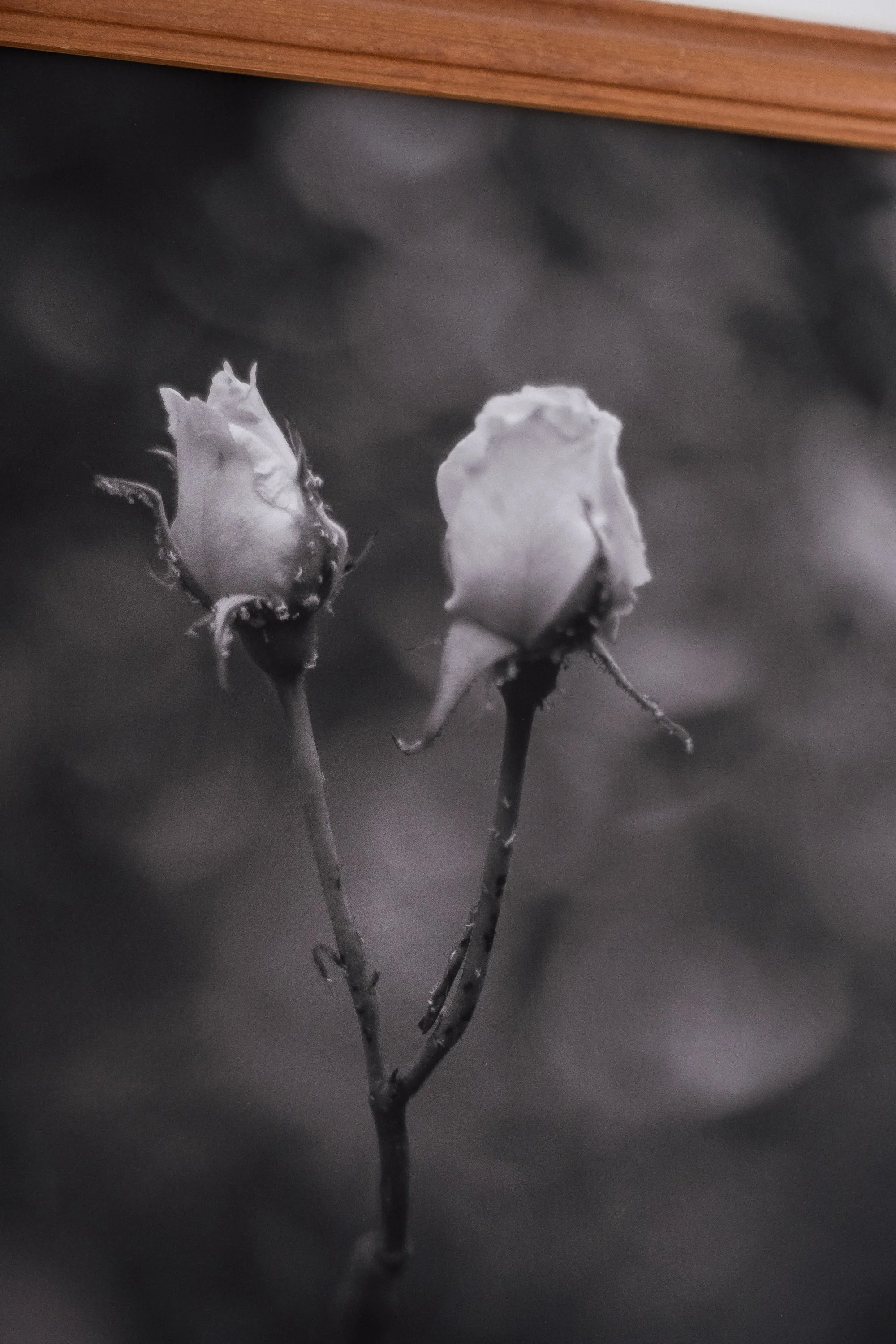 DSCF3574.jpg