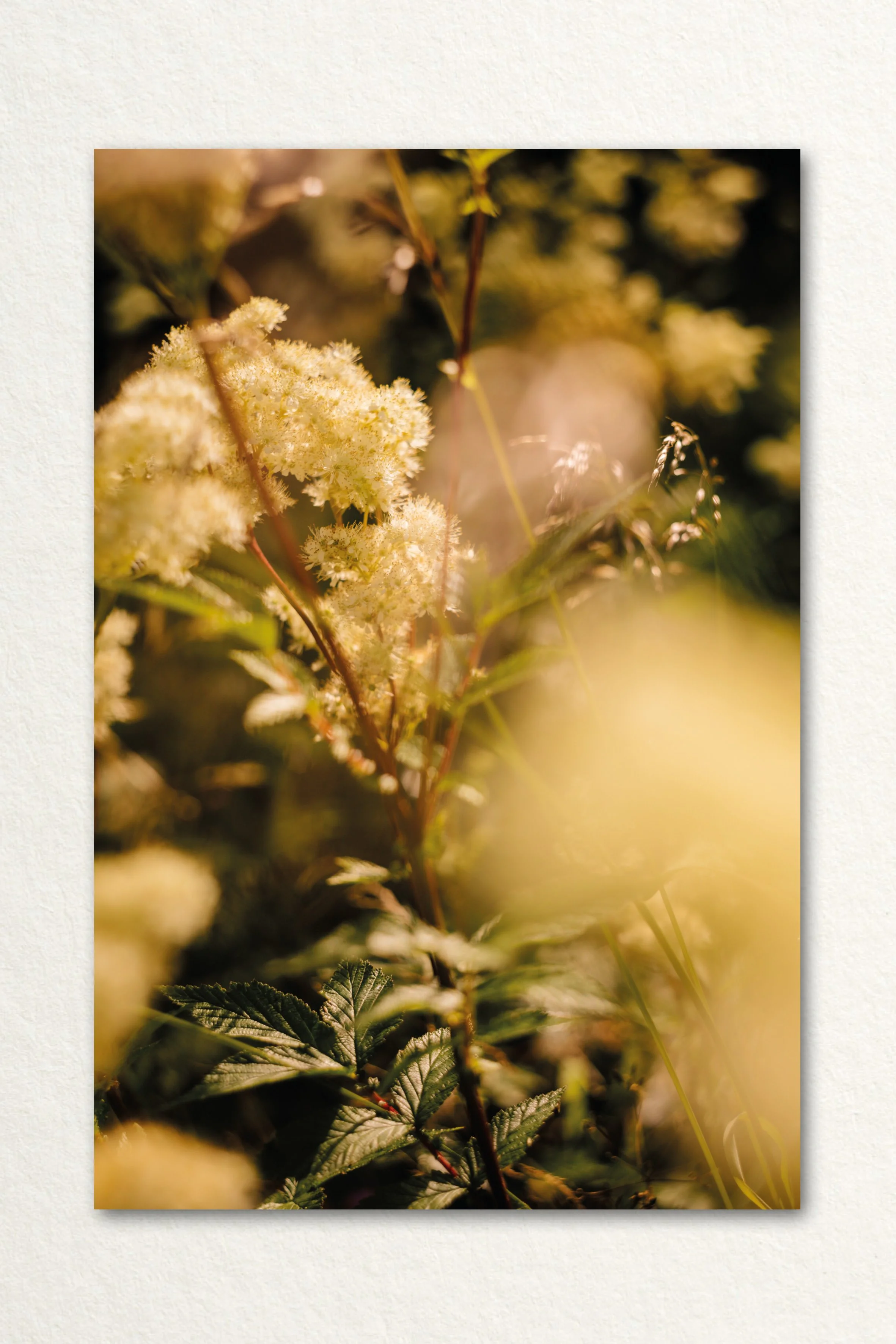 Searching Print2.jpg