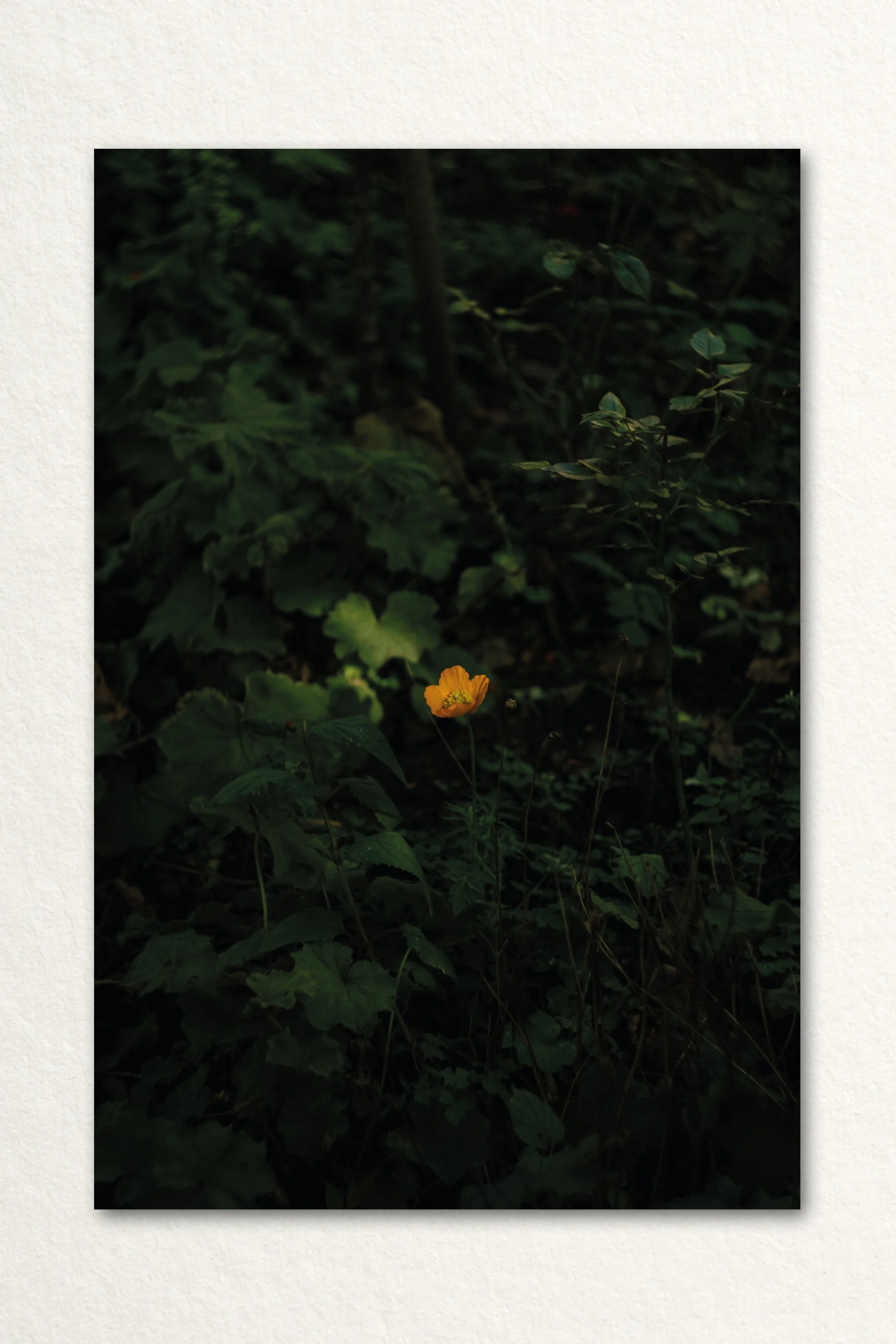 Searching Print19.jpg