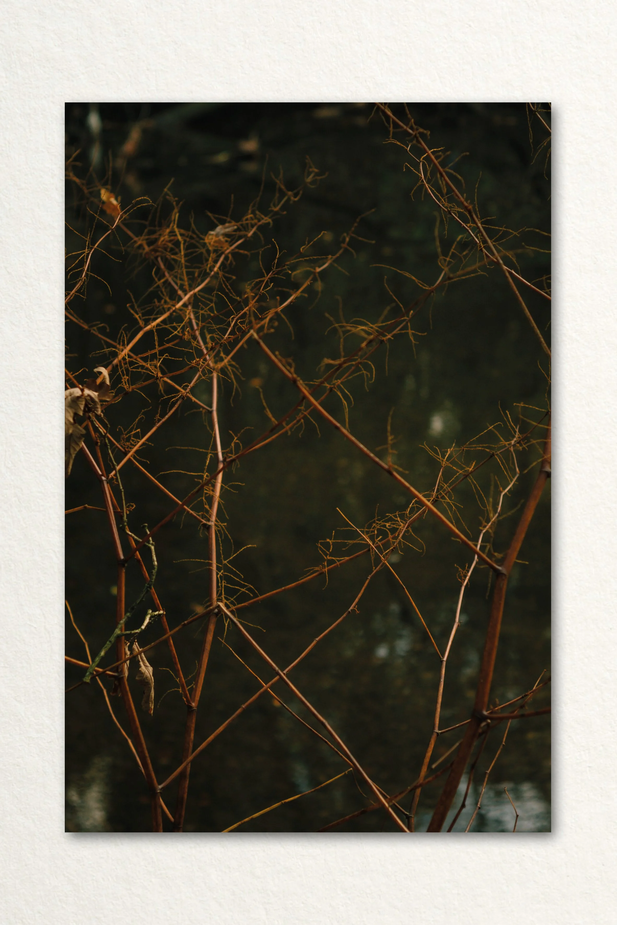 Searching Print17.jpg