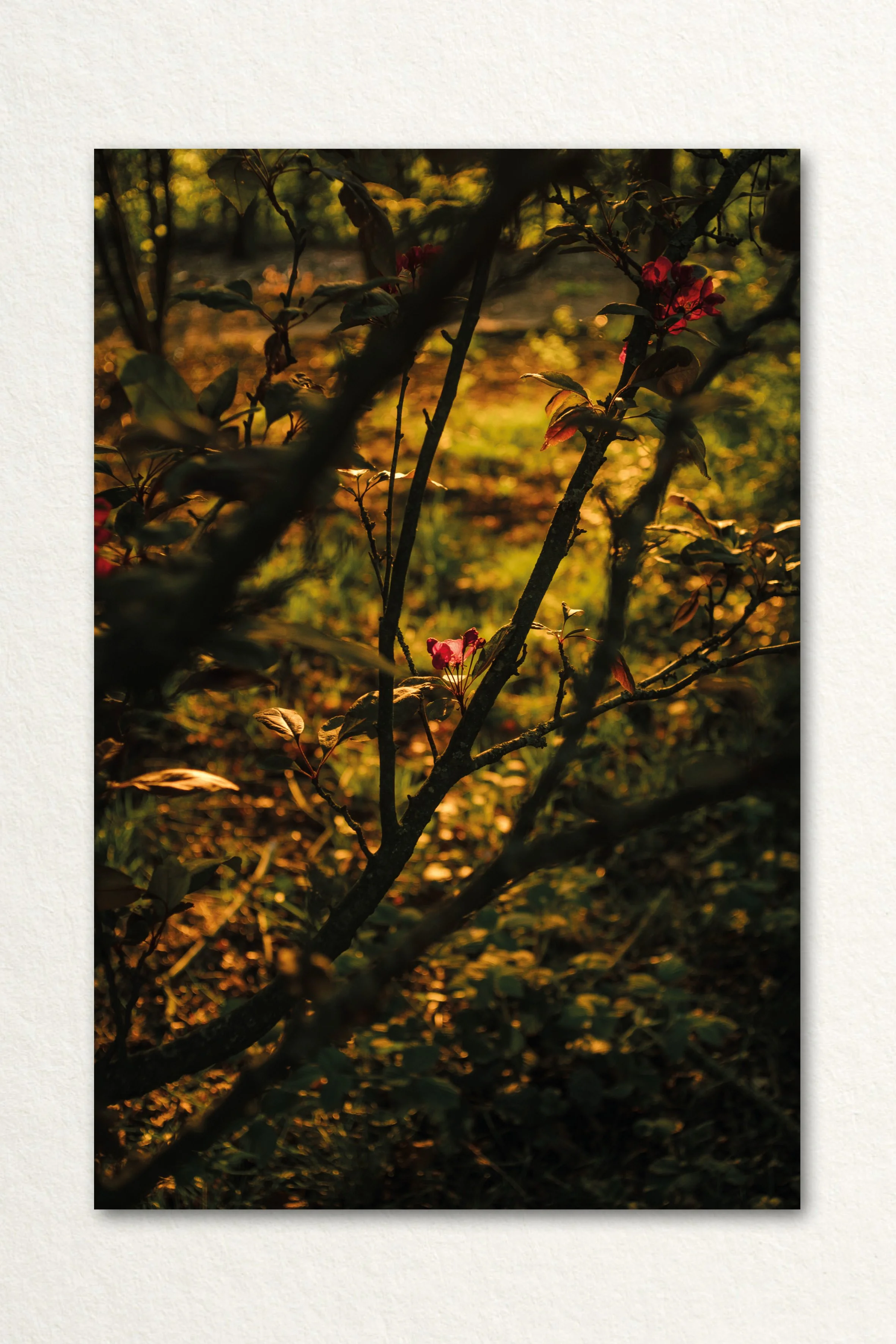 Searching Print5.jpg