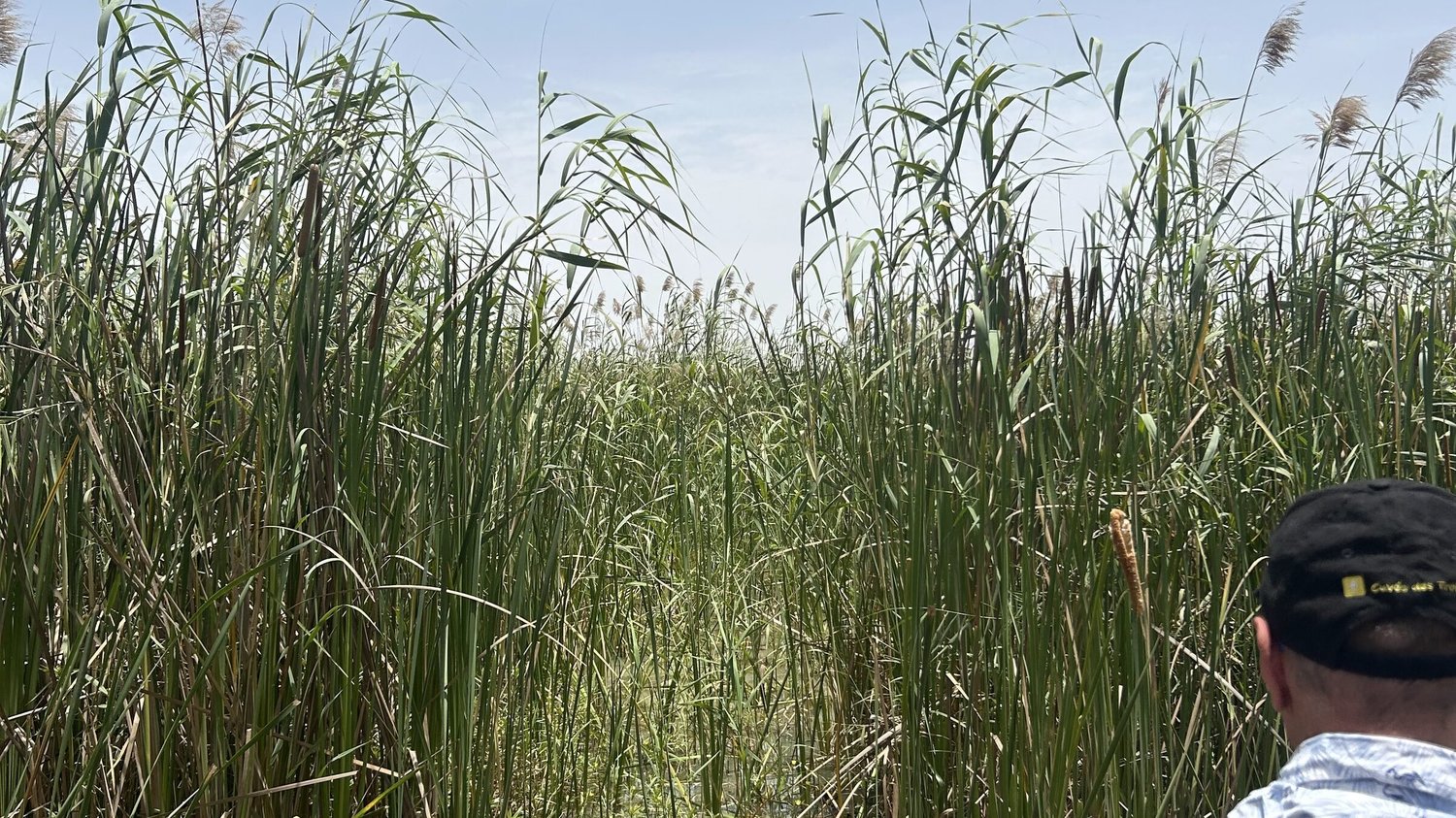 Le fleuve Sénégal fermé par les roseaux de typha