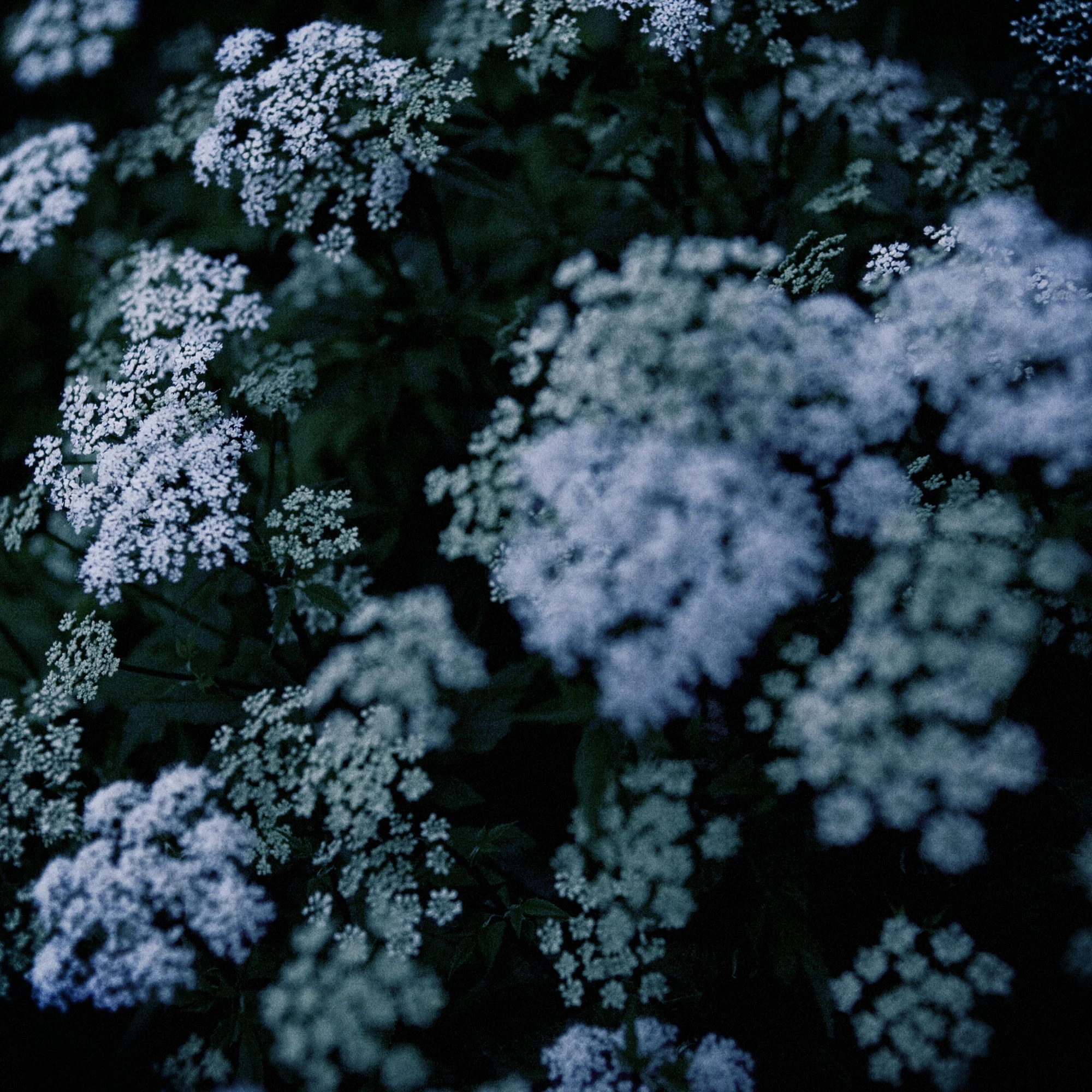 bluefotoTonjeEliasson_05.jpg