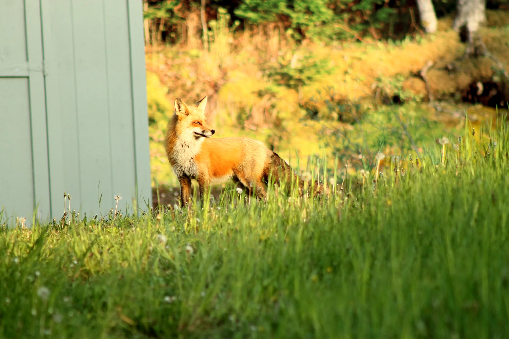 Fox on da SOCKS.jpg