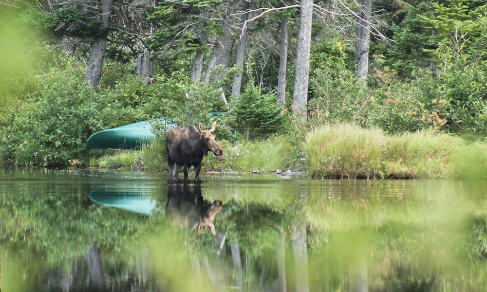 Moose Homepage.jpg