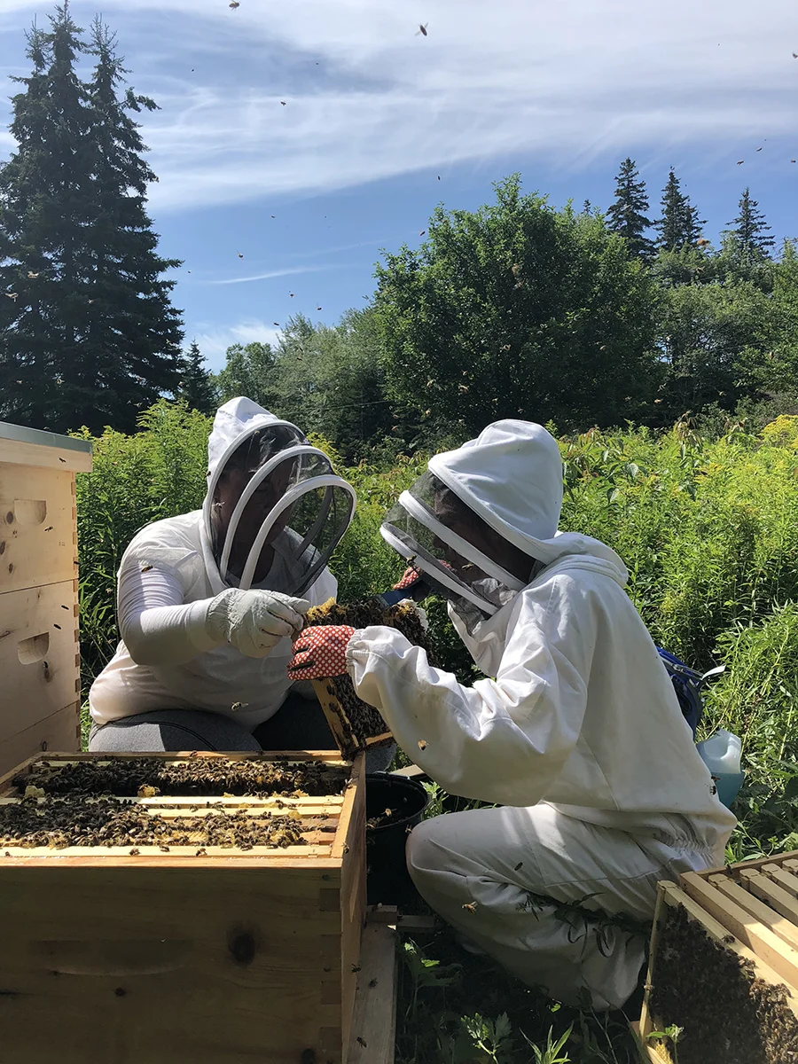 Bee Keeping in Tarbot