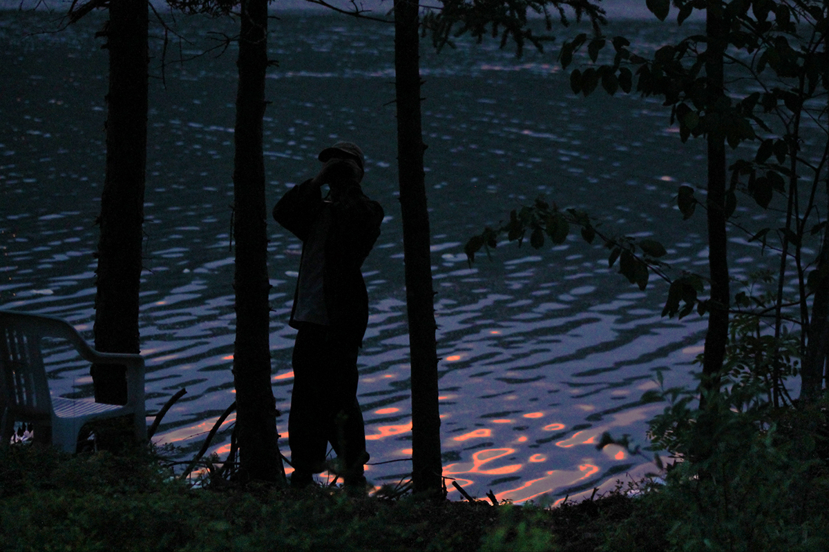 Evening Birding in Summer