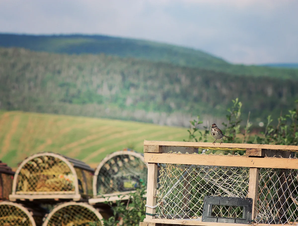 LANDSCAPE7.jpg