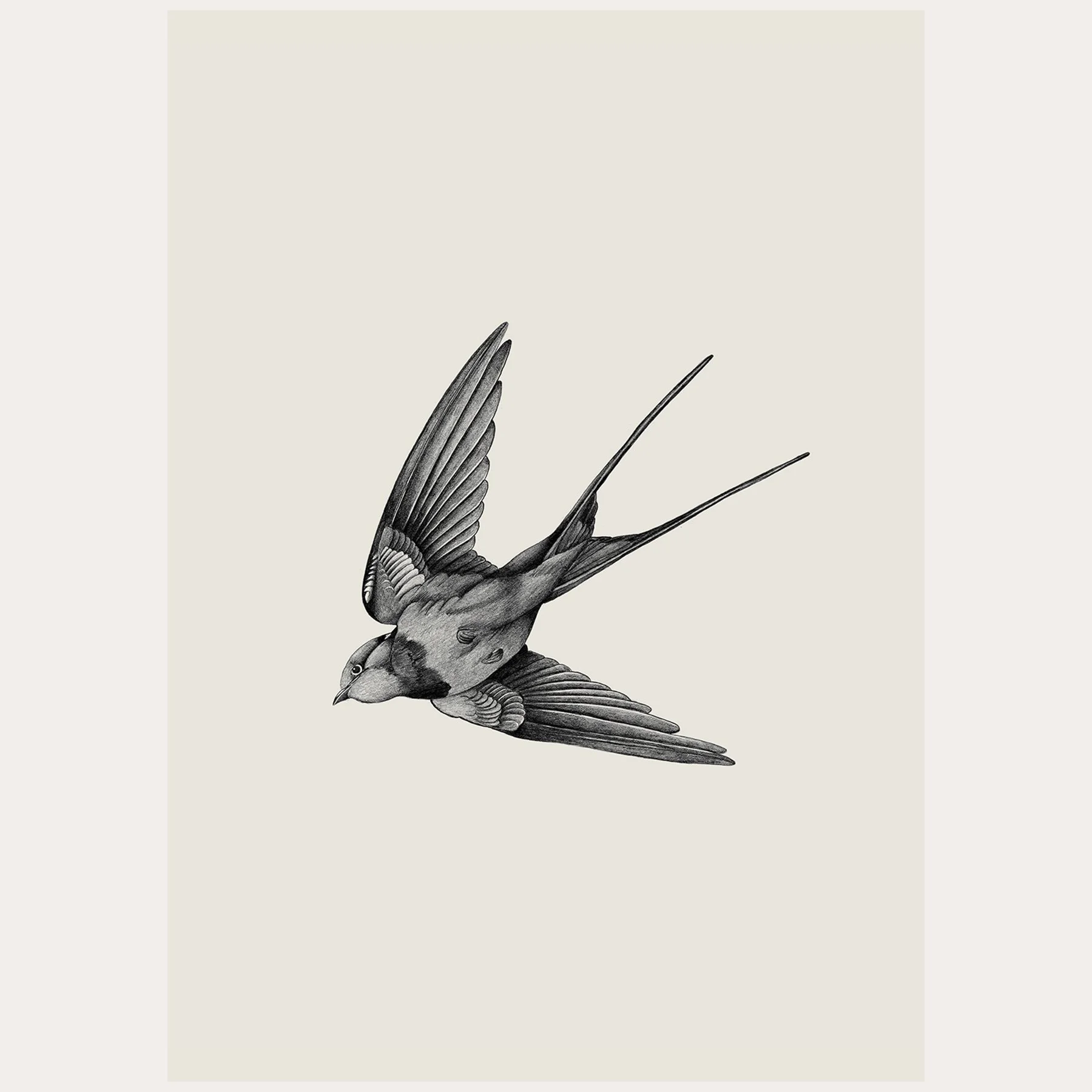 Swallow Pencil Drawing / Print