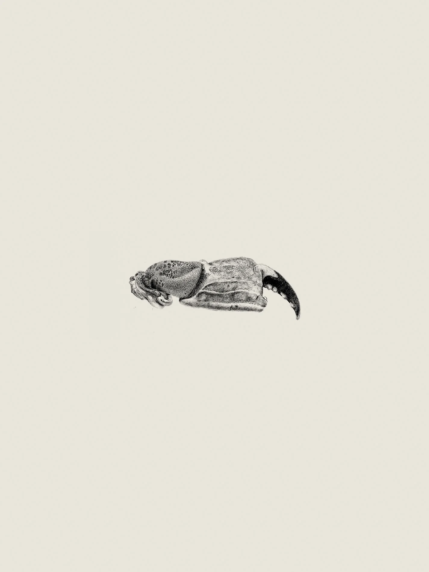 Crab Claw Print