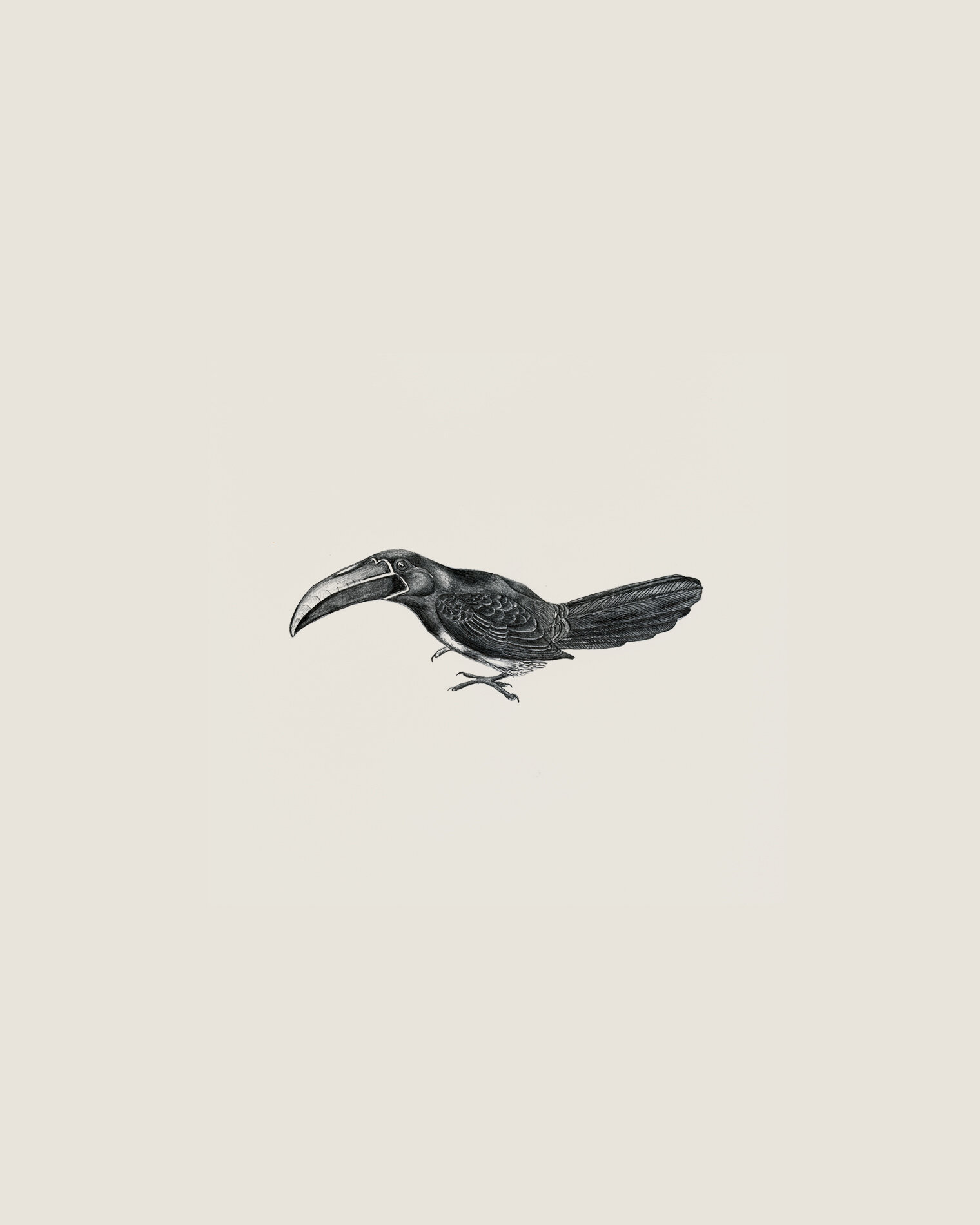 Aracari illustration