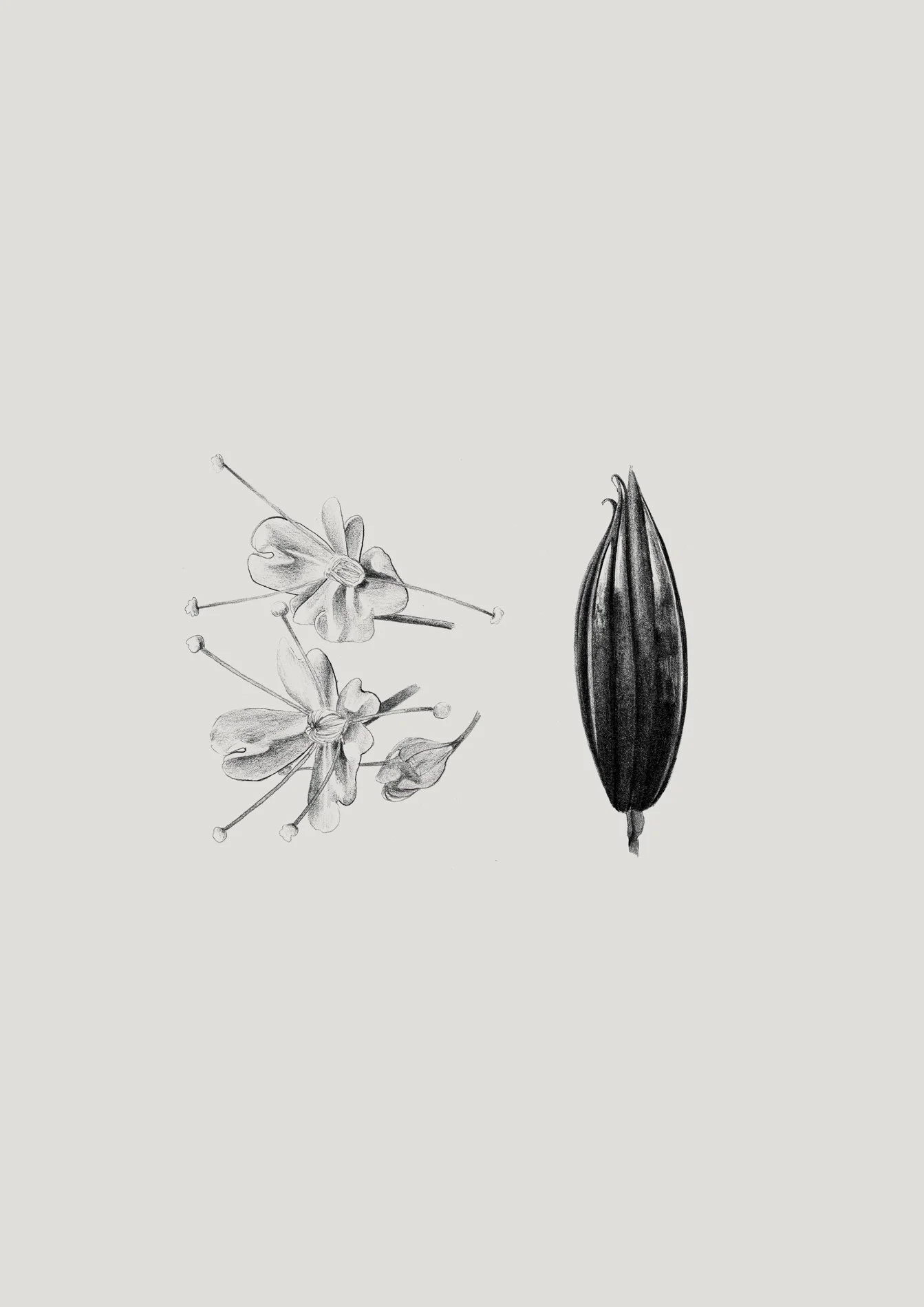 samscales.koto.moorhall.web-19.jpg