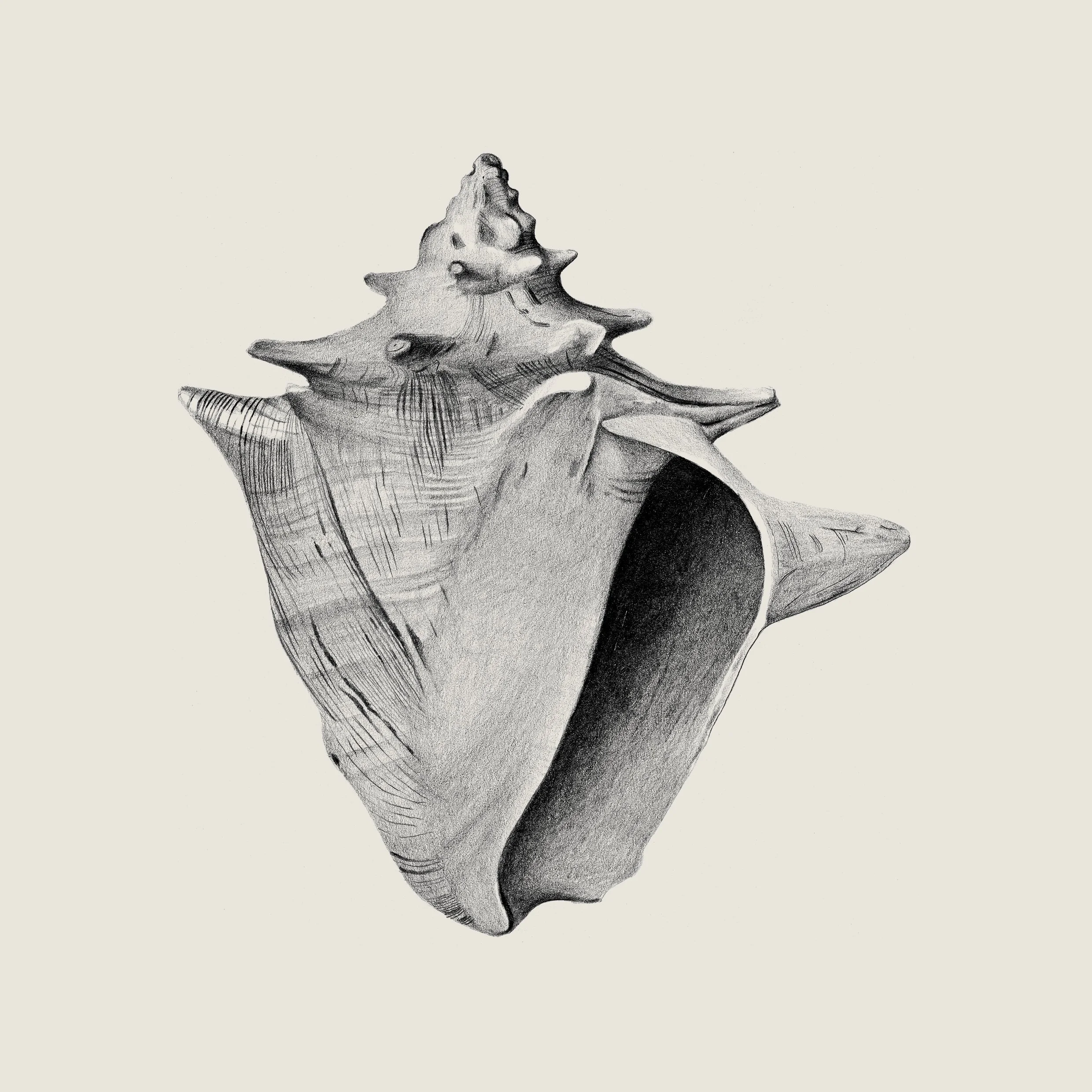 The Cove at Atlantis