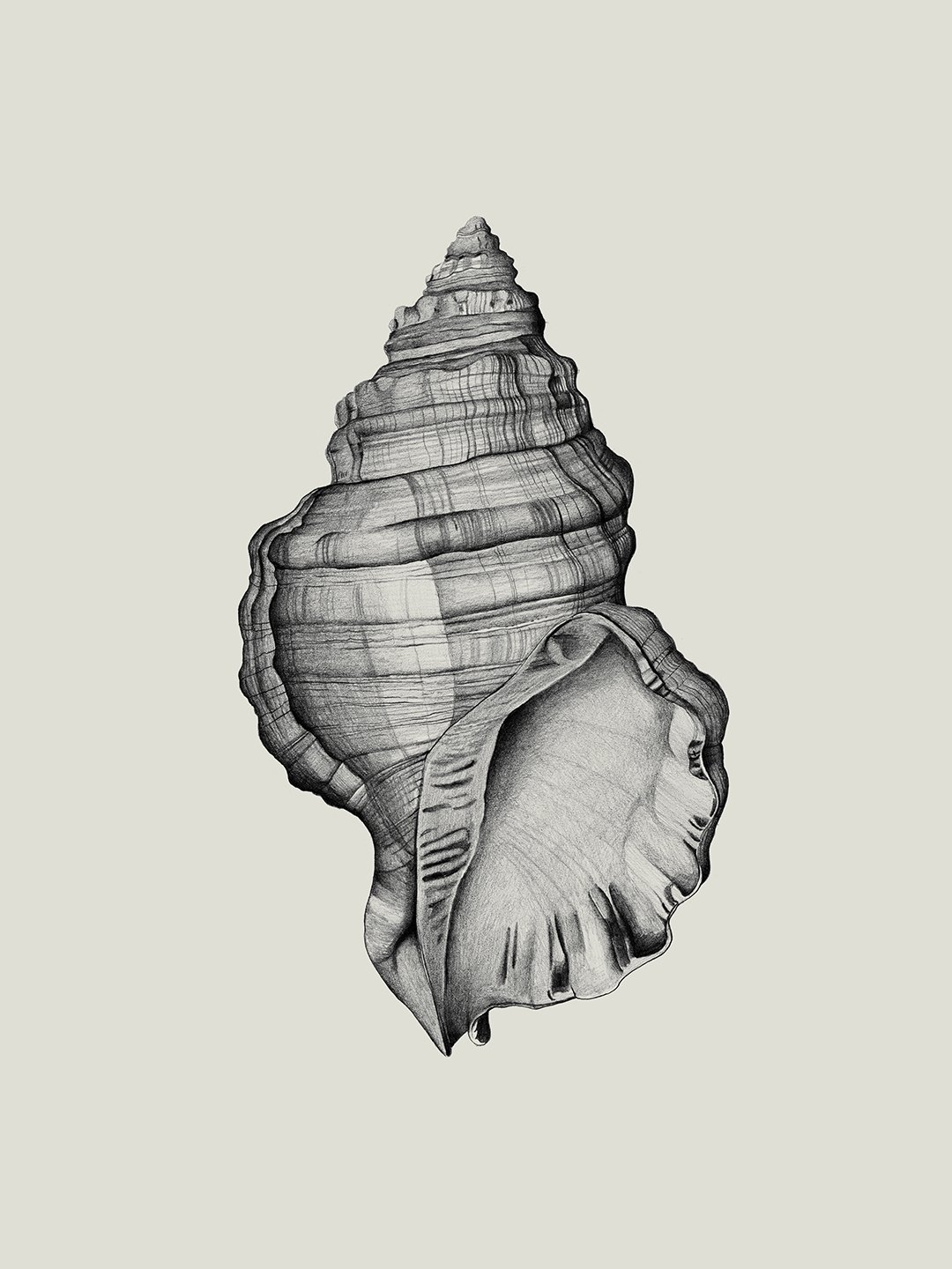 web.samscales.shell.jpg
