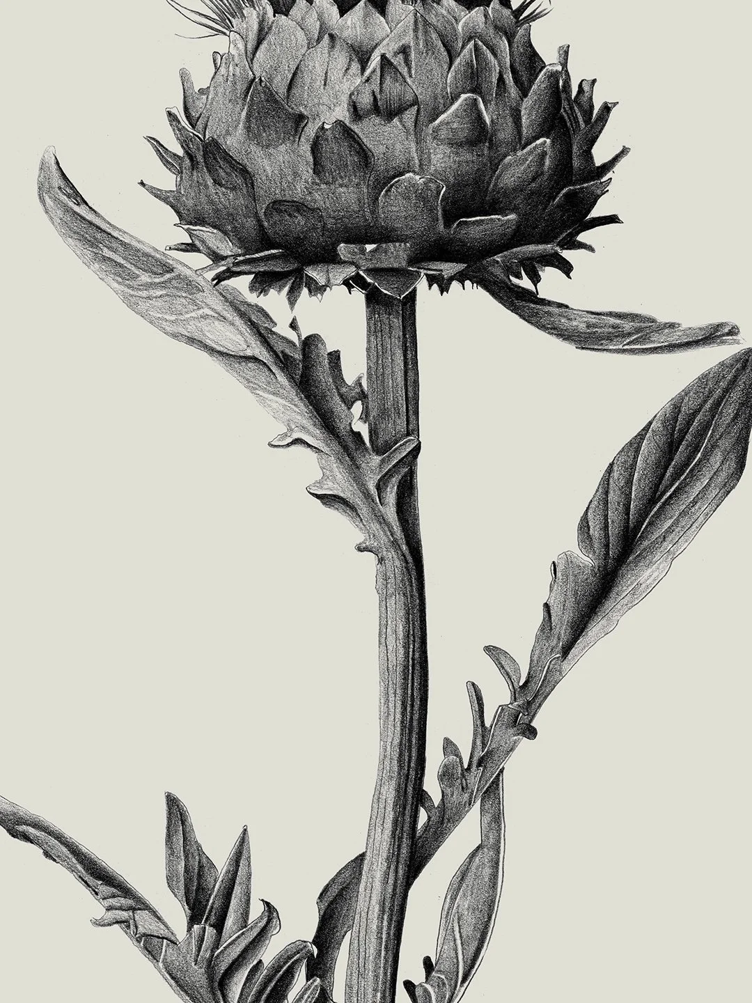 samscales.cardoon.detail.web.jpg