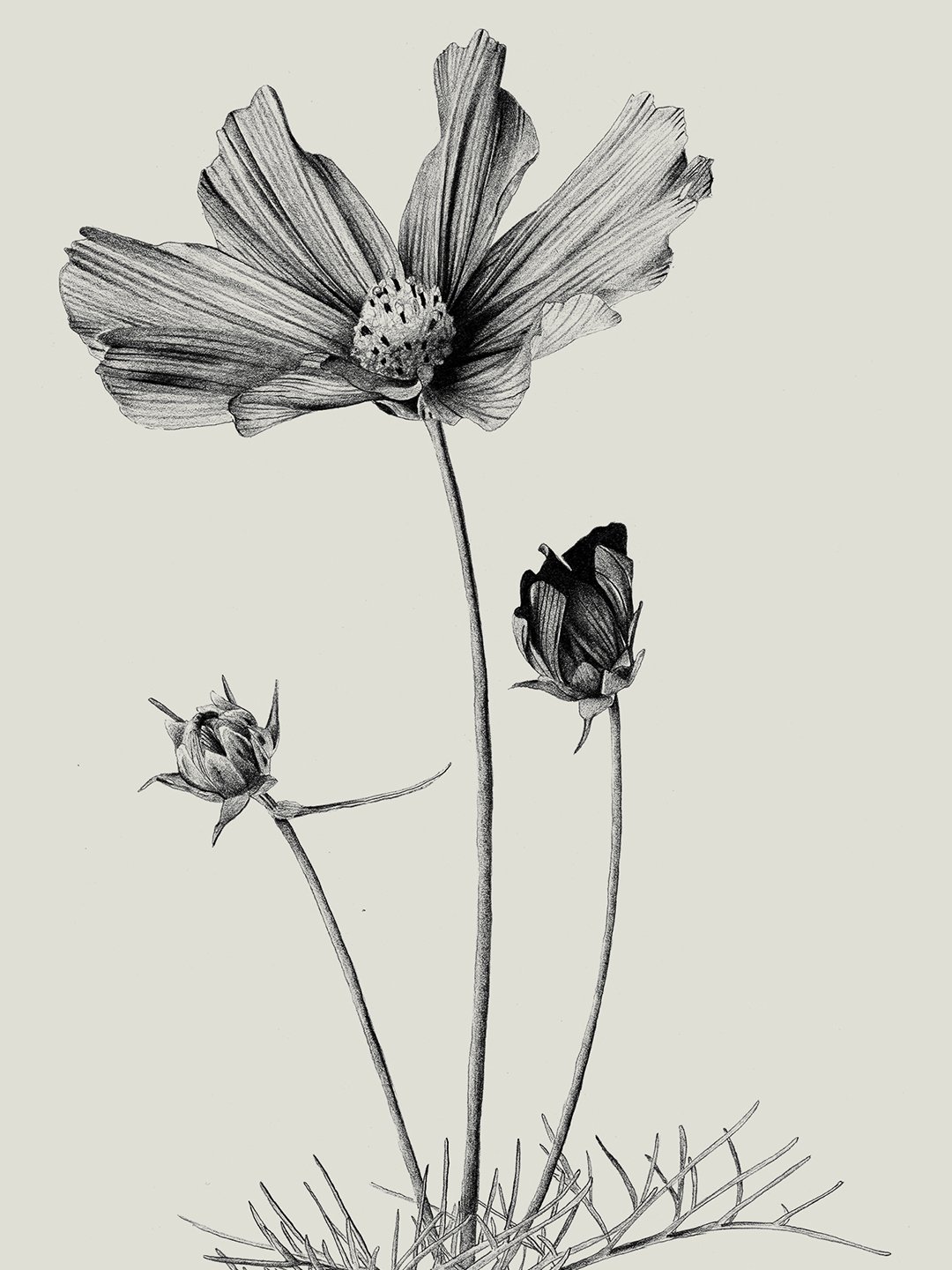 cosmos.detail.samscales.jpg