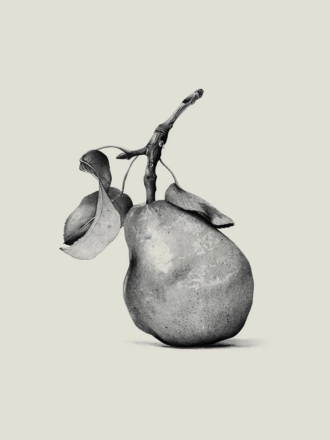 samscales.pear.web.jpg