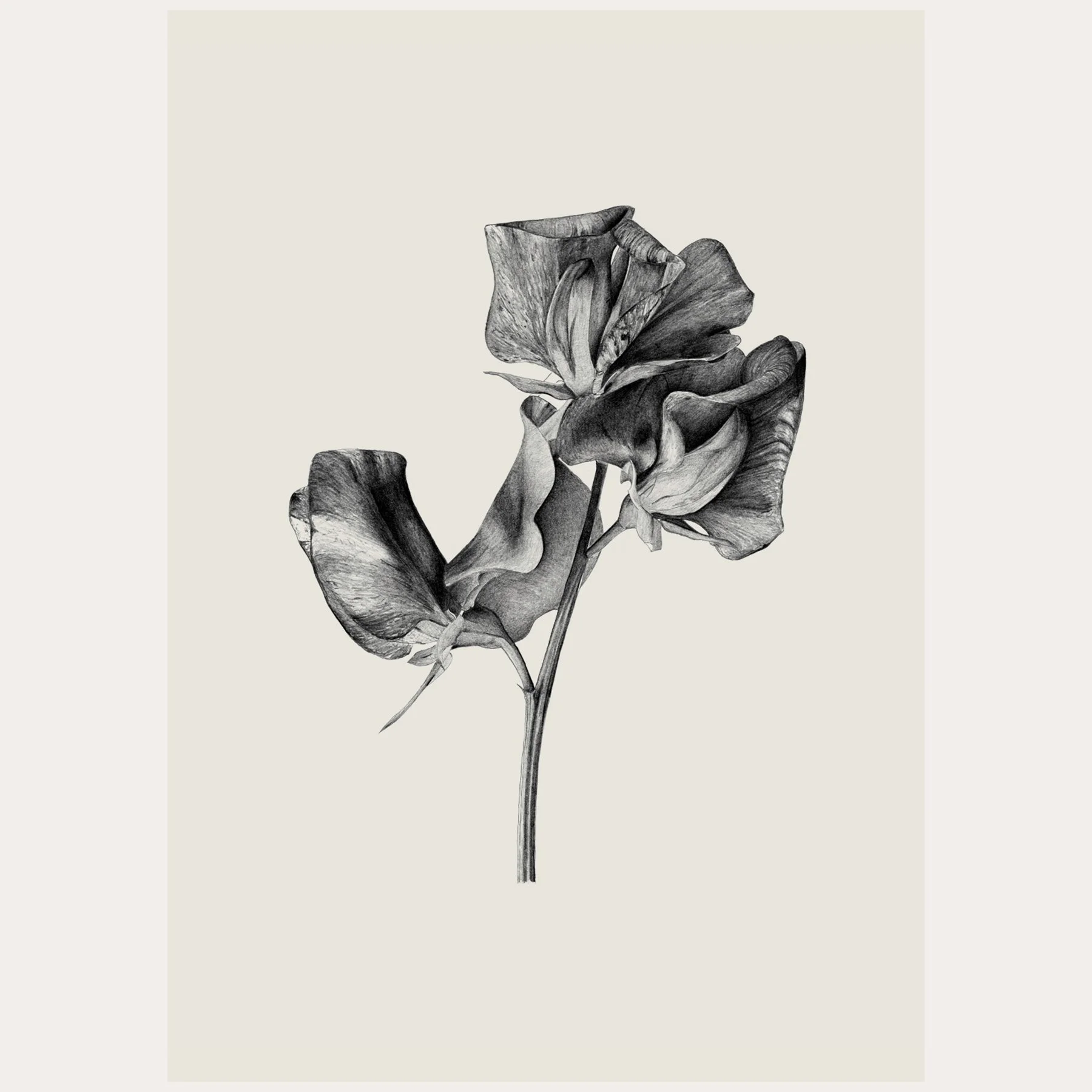 Sweet Pea Pencil Drawing / Print