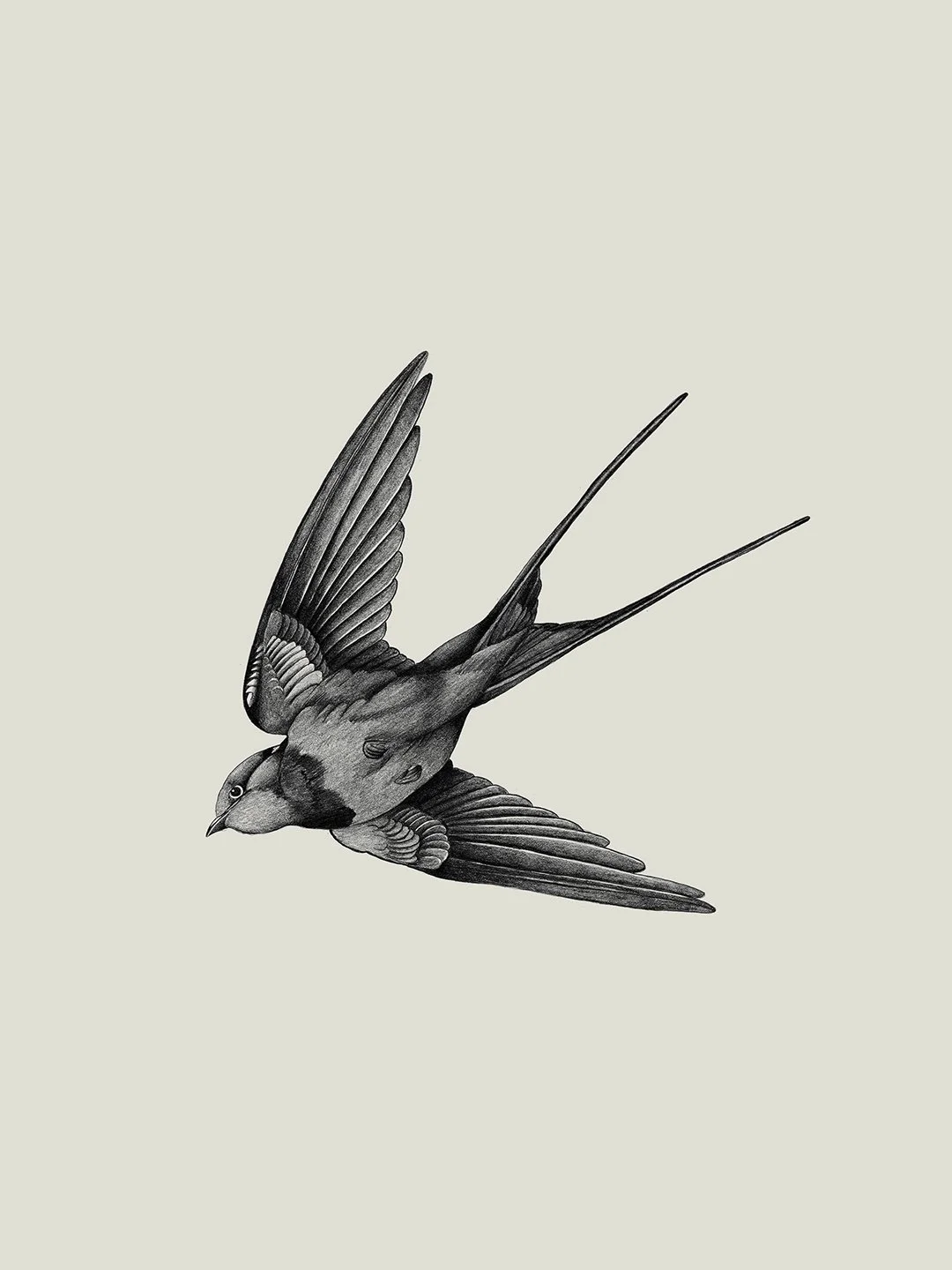 web.samscales.swallow.jpg