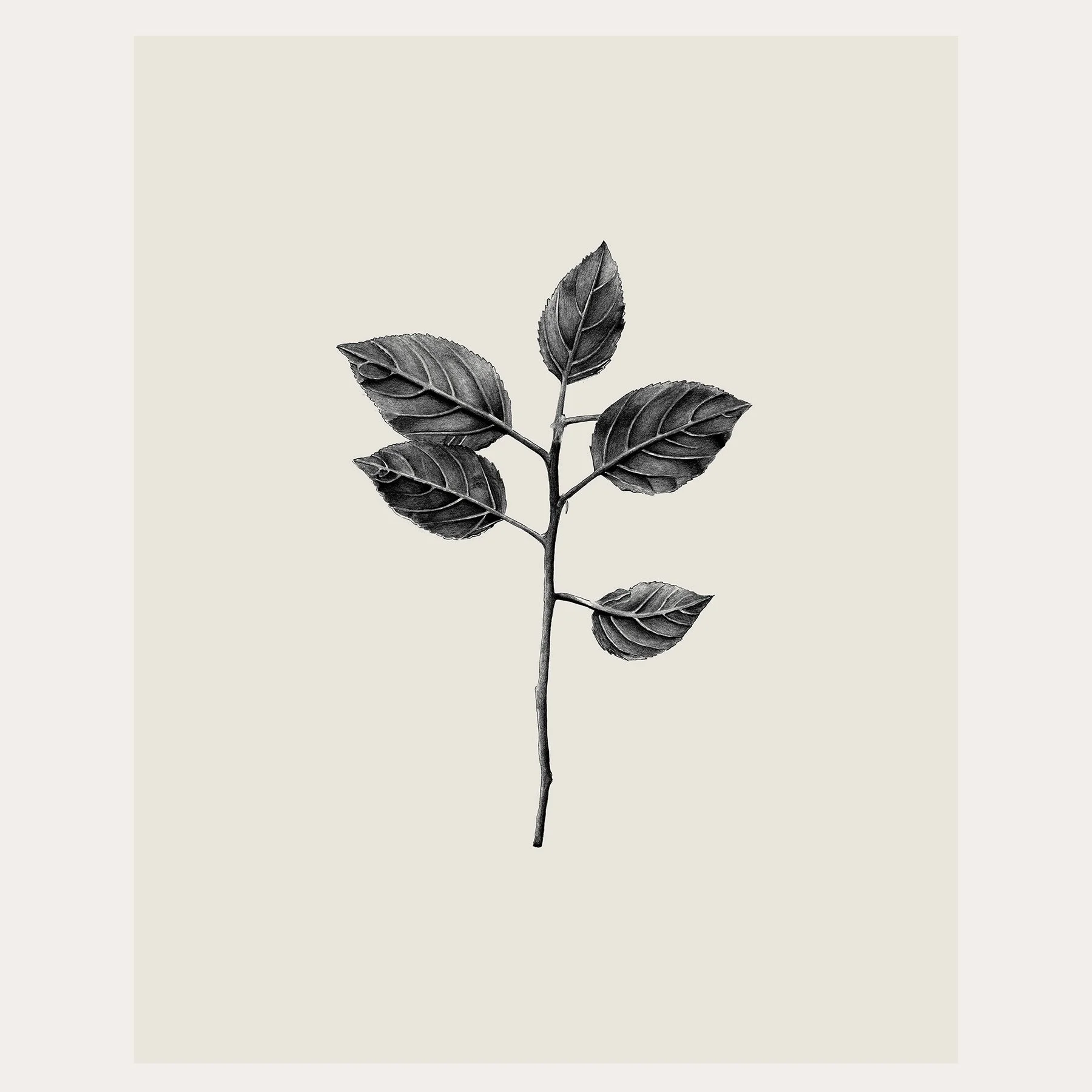 Botanical Leaf Pencil Drawing / Print