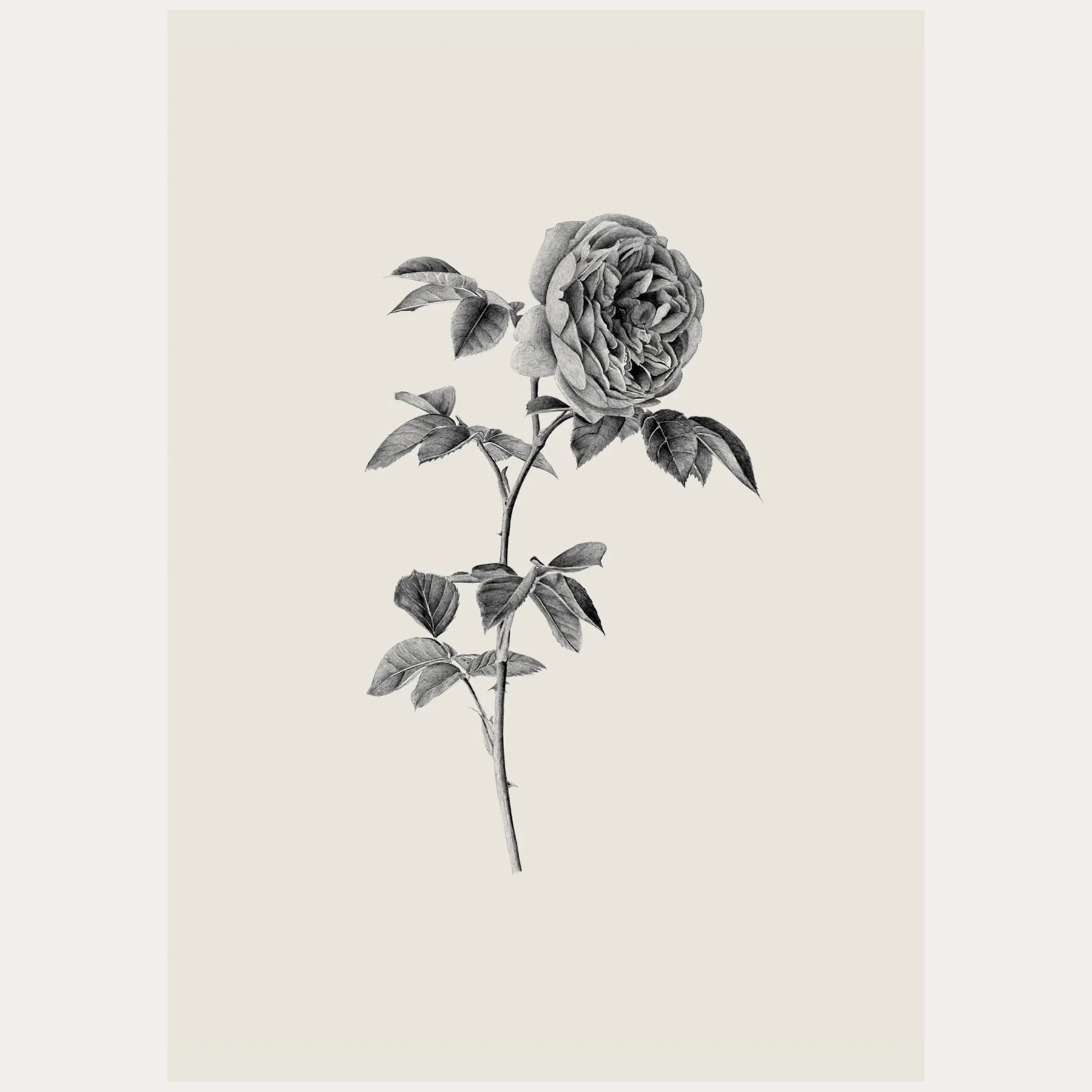 Rose Pencil Drawing / Print