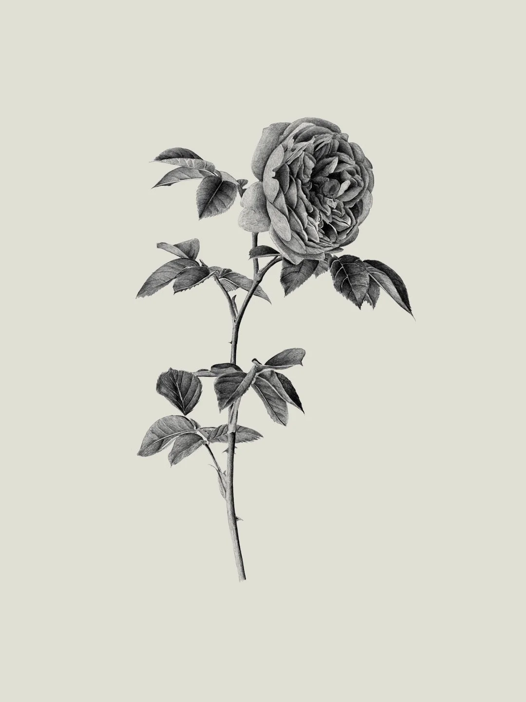 web.samscales.rose.jpg