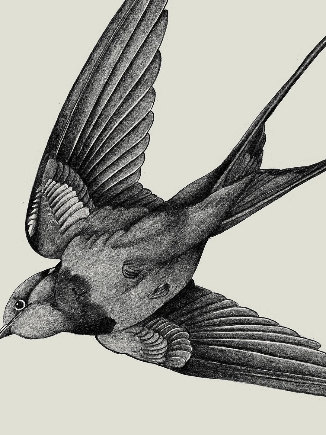 web.samscales.detail.swallow.jpg