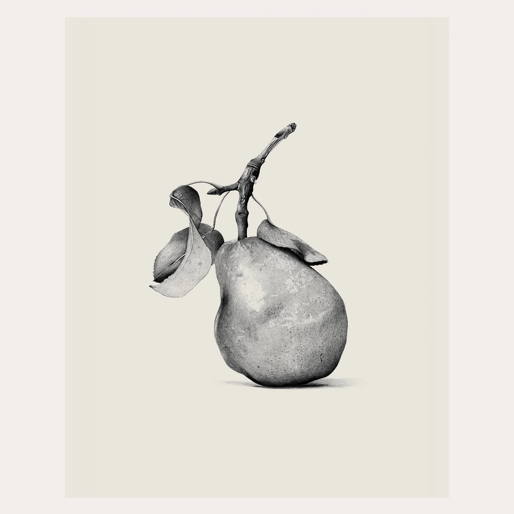 Pear Pencil Drawing / Print