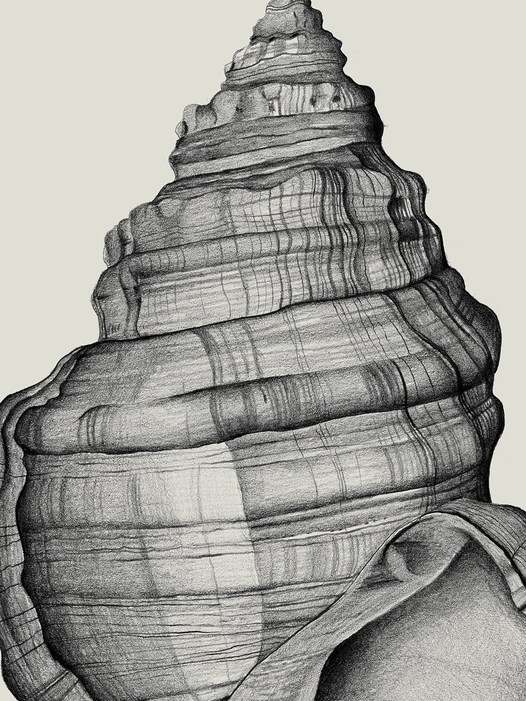 web.samscales.shell.2.jpg