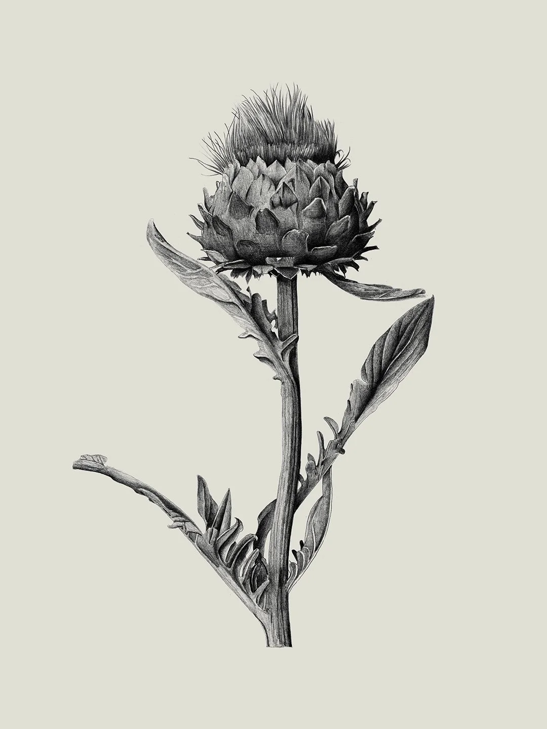 Cardoon Pencil Drawing print, botanical illustration