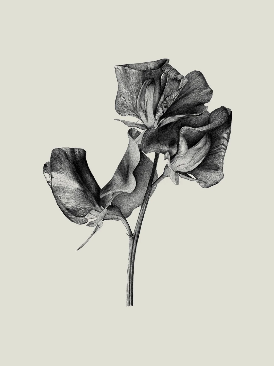 web.samscales.sweetpea.jpg