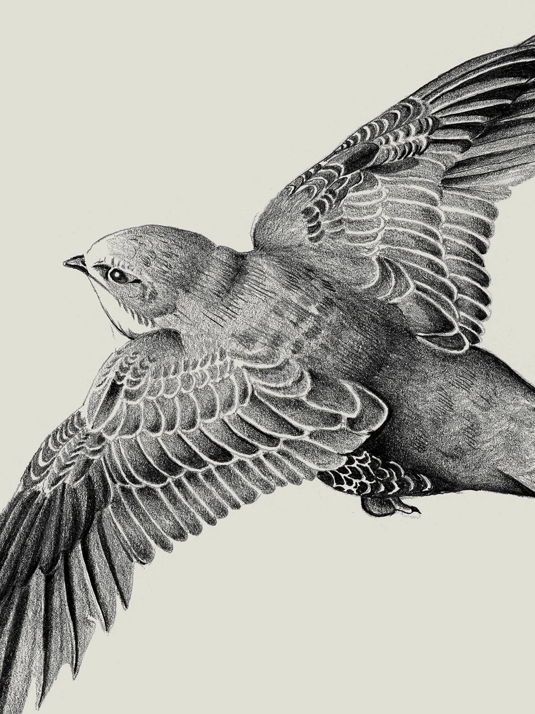samscales.web.swift.detail.jpg