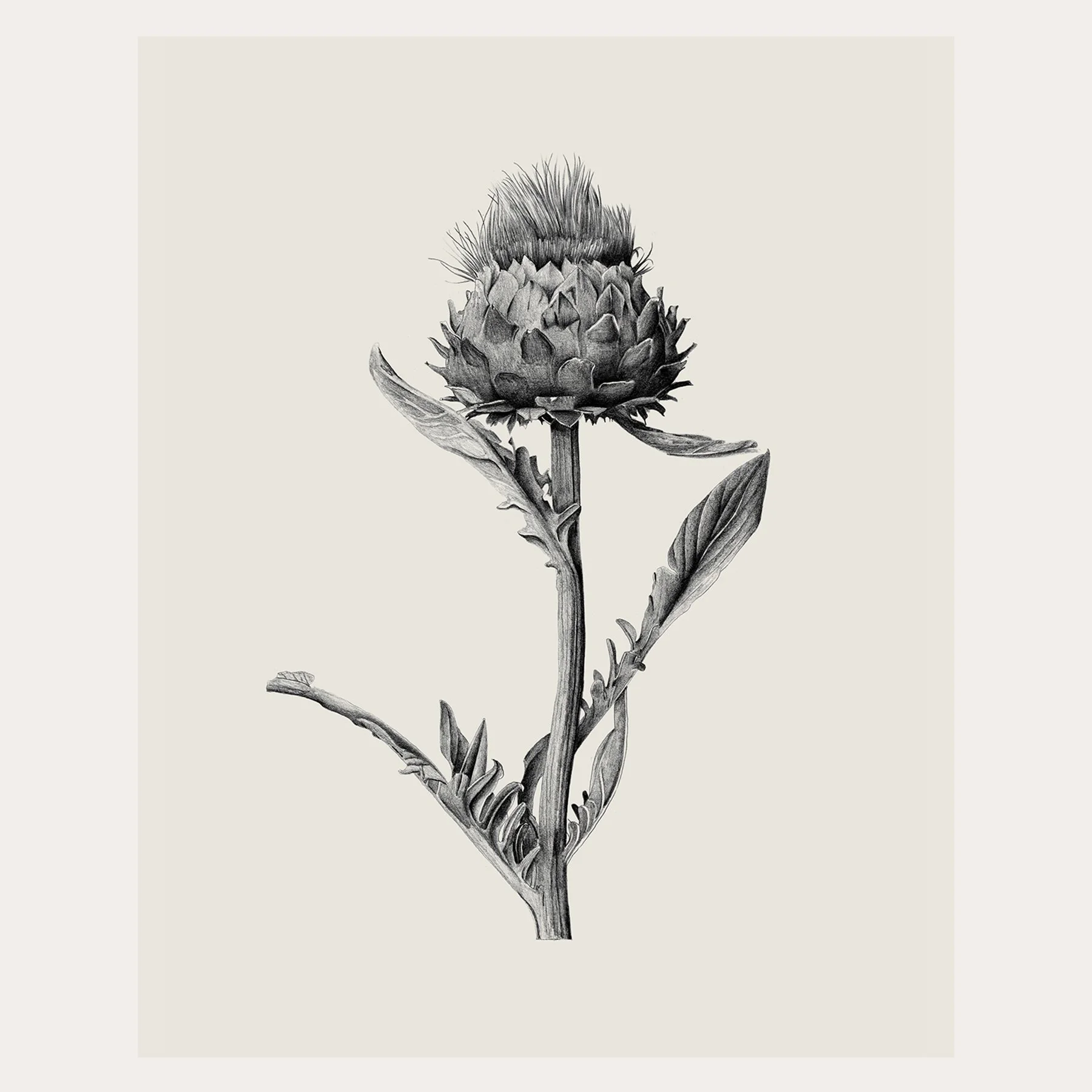 Cardoon Pencil Drawing / Print