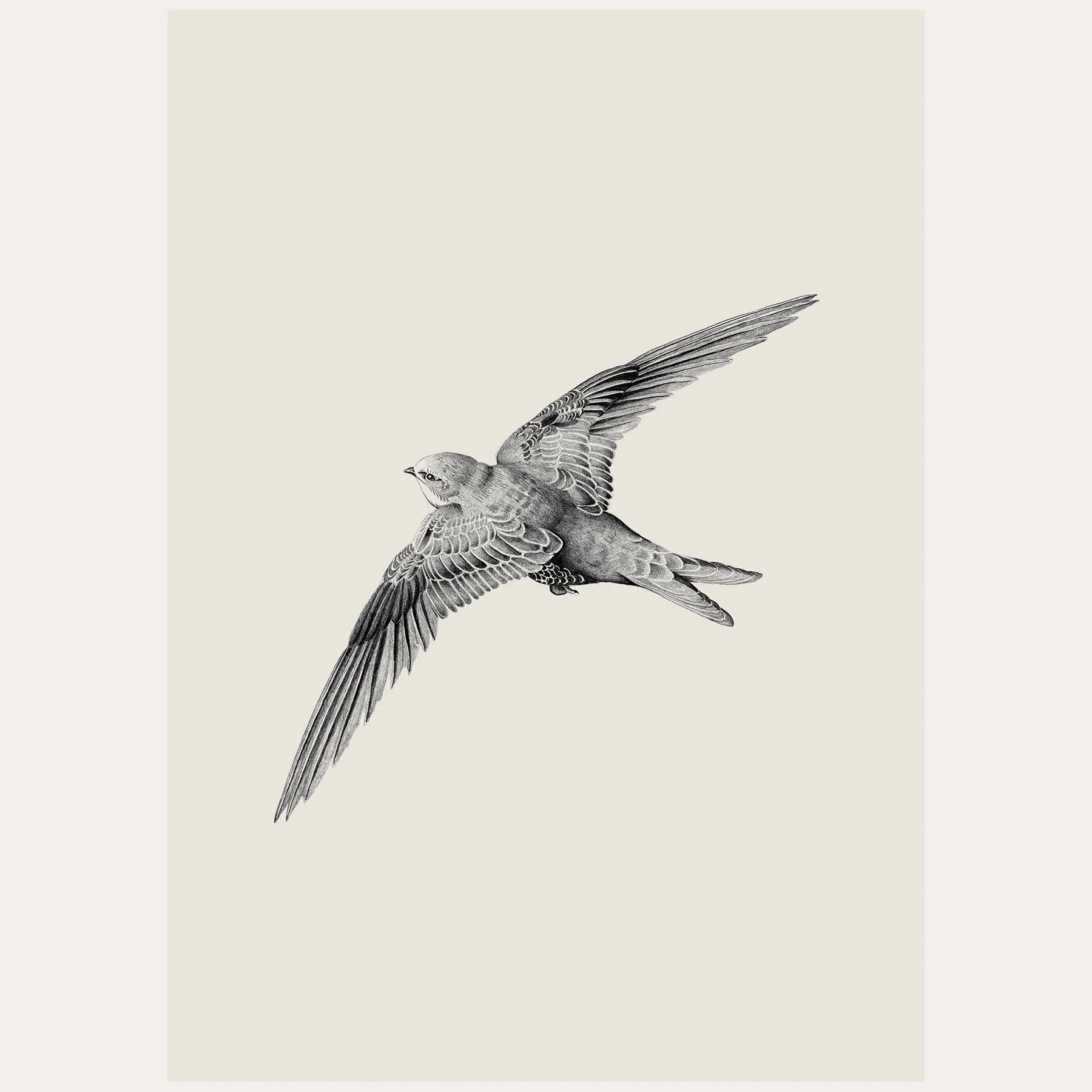 Swift Pencil Drawing / Print