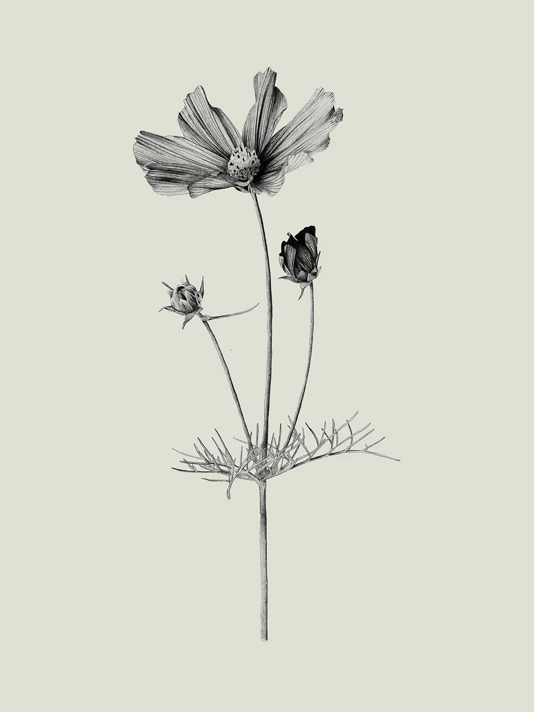 samscales.cosmos.web.jpg