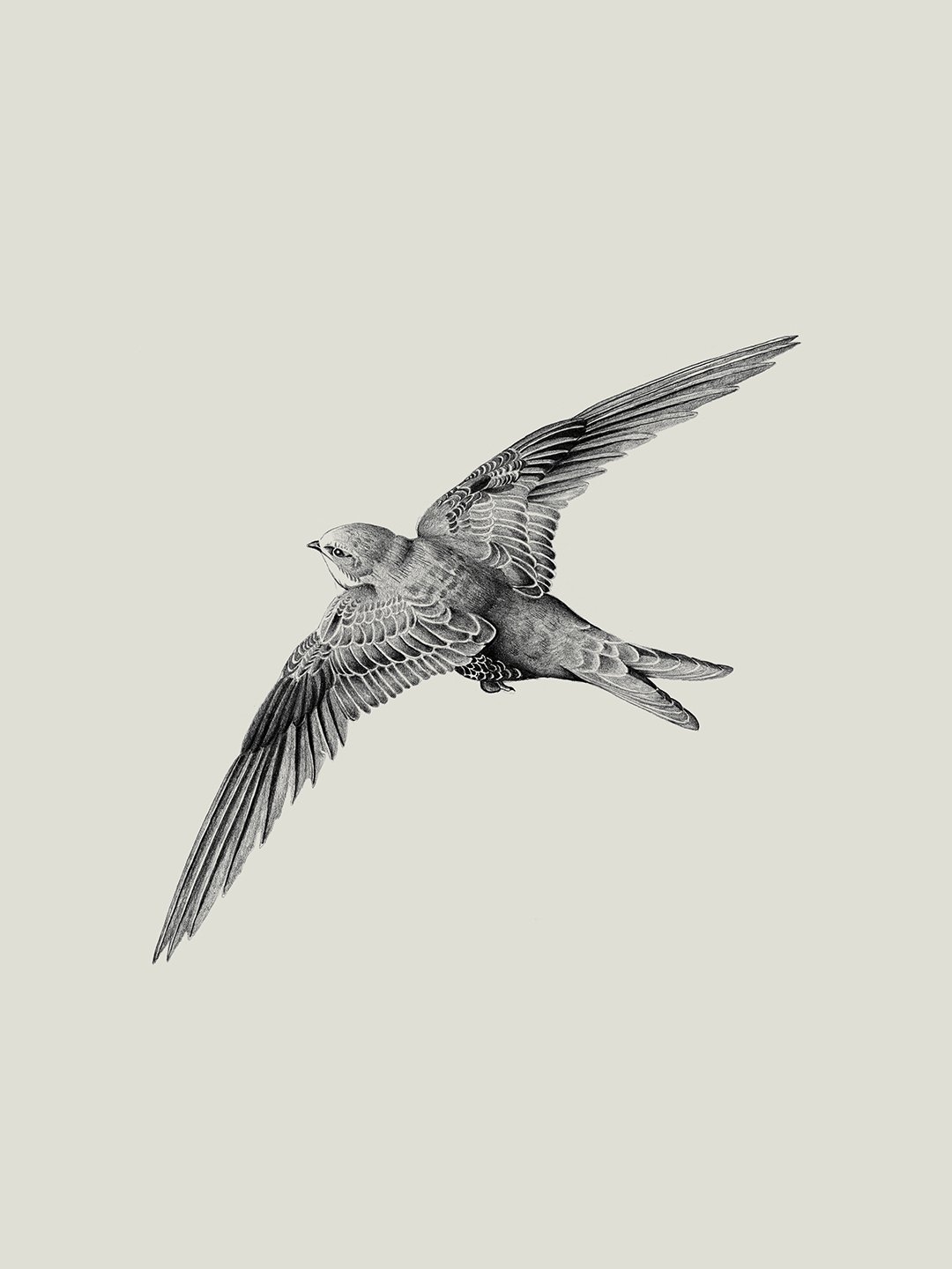 samscales.web.swift.jpg