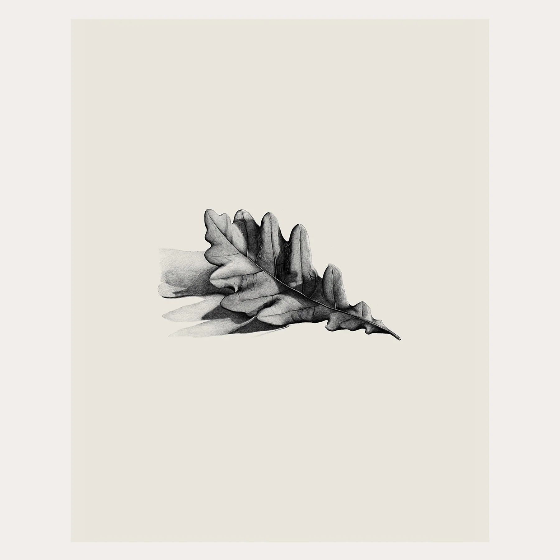 Oak Leaf Pencil Drawing / Print
