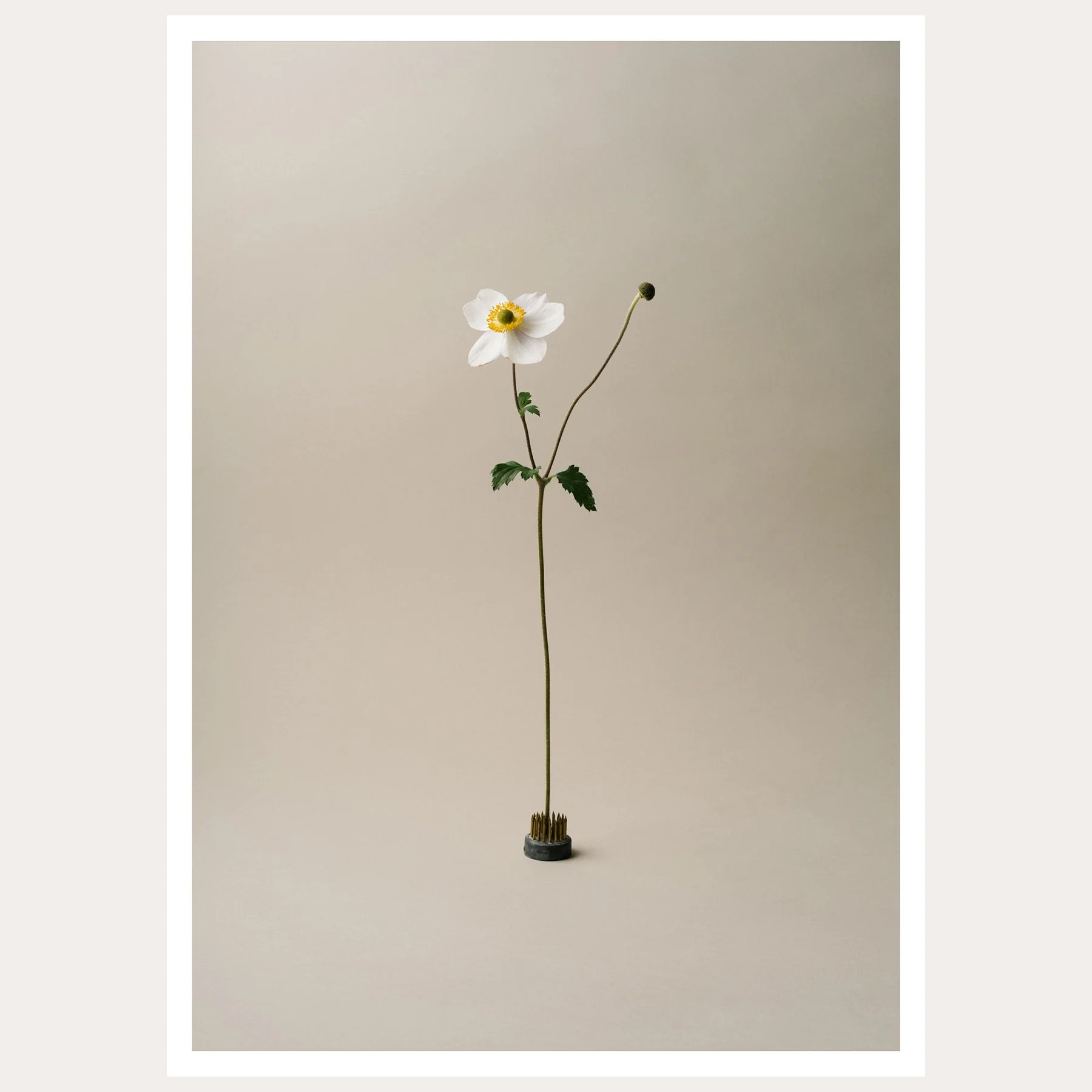 Japanese Anemone / Landscape Print
