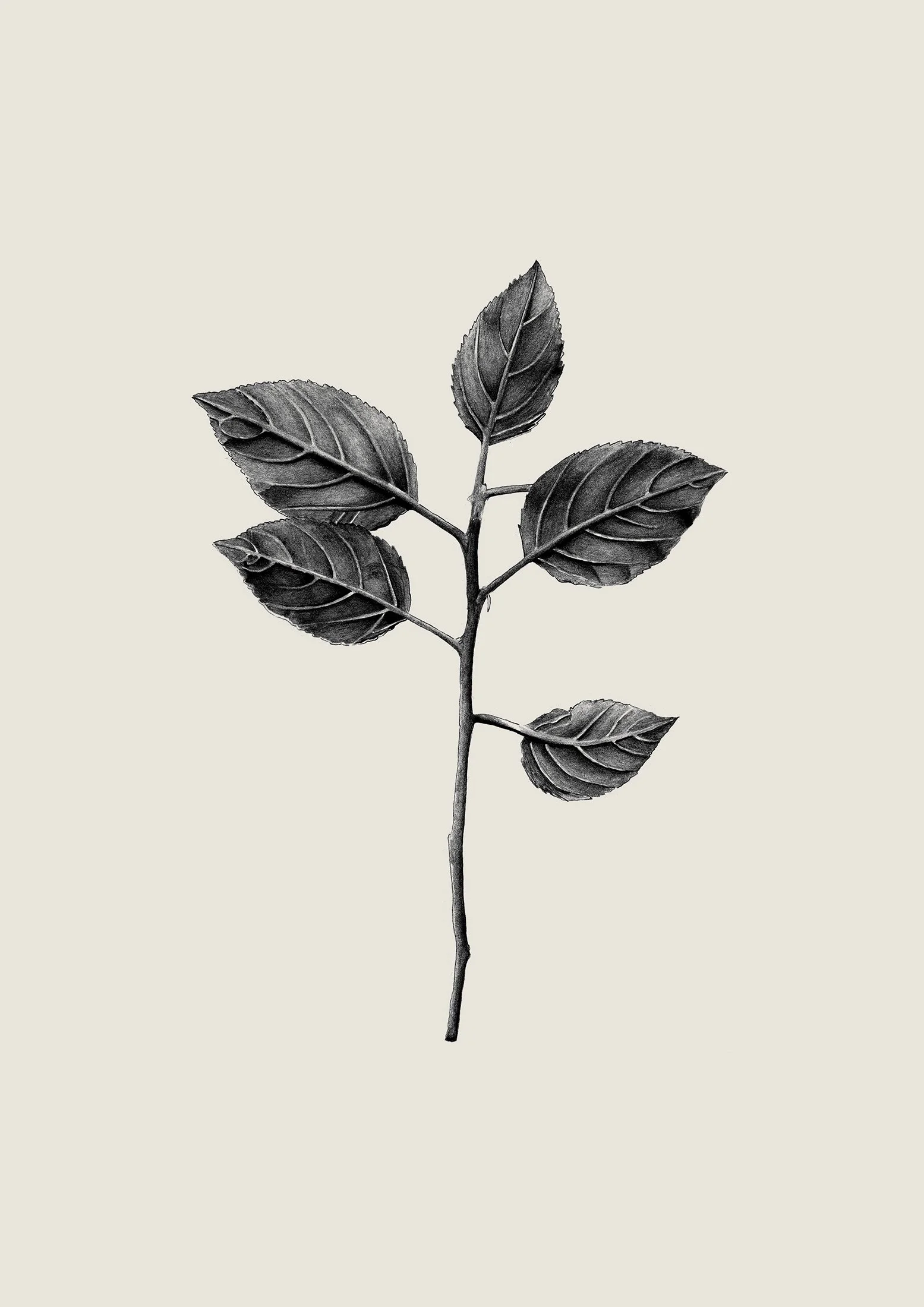 samscales.drawing.botanicalleaf.jpg