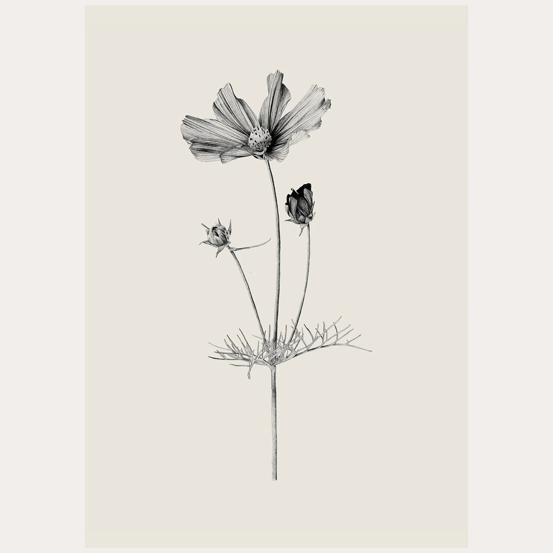 Cosmos Pencil Drawing / Print
