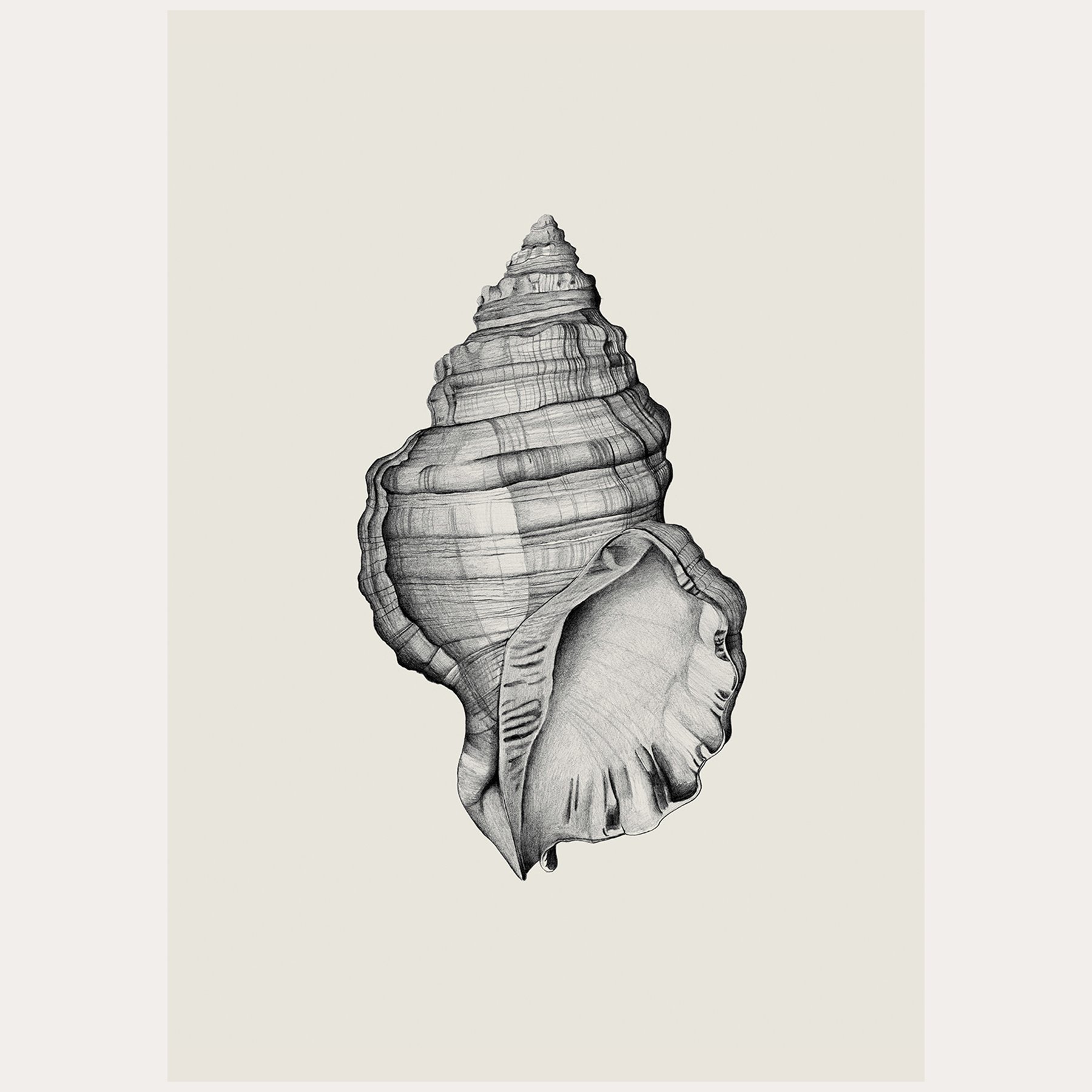 Shell Pencil Drawing / Print