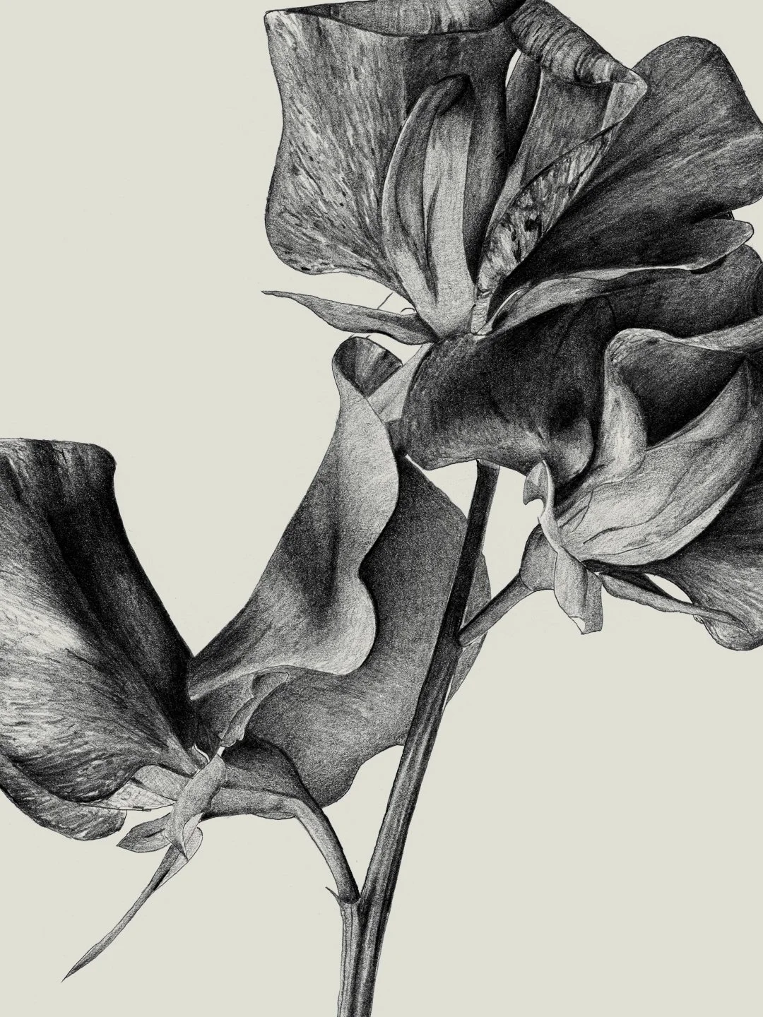 web2.samscales.sweetpea.jpg