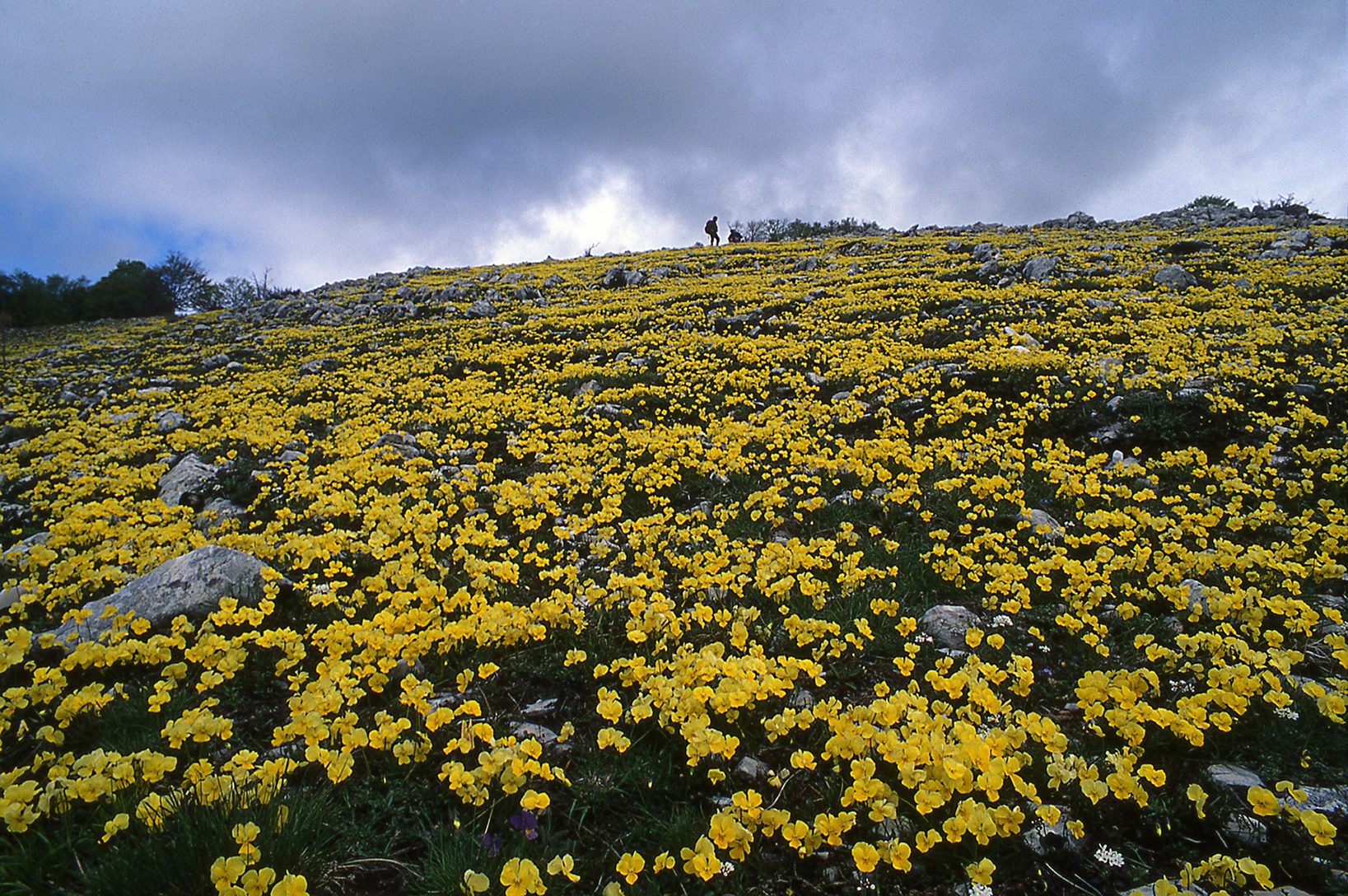 Viole calcarate sui monti Simbruini.jpg