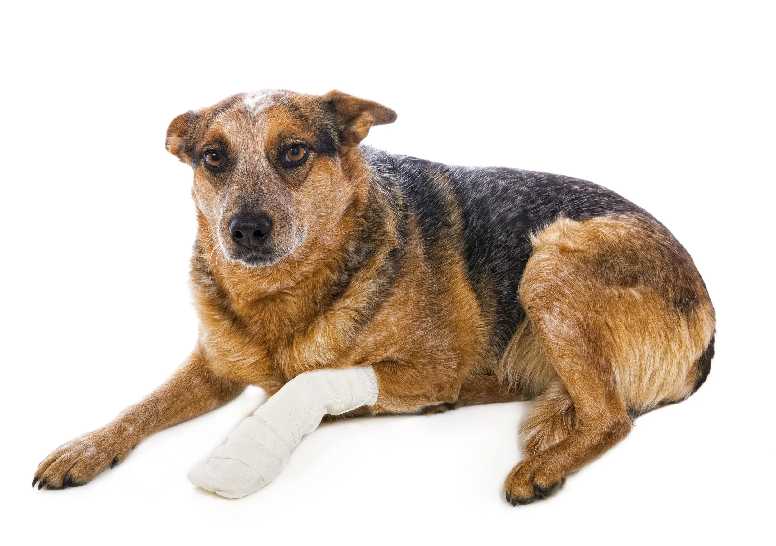 shutterstock_124636513.jpg