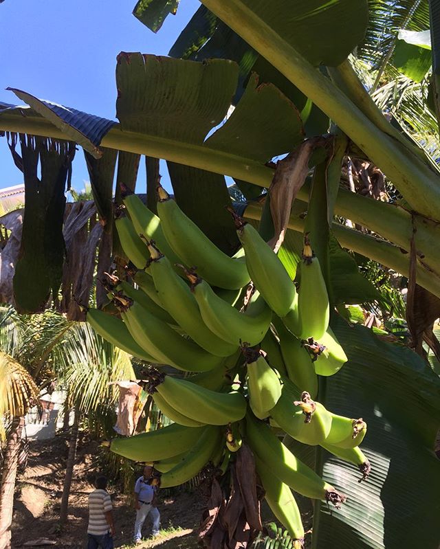 Oasis's natural foods #rincon #rinconsurf #oasis #oasisresort #banana #tree #surf #nature #natural