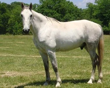 "Dusty" Missouri Fox Trotter